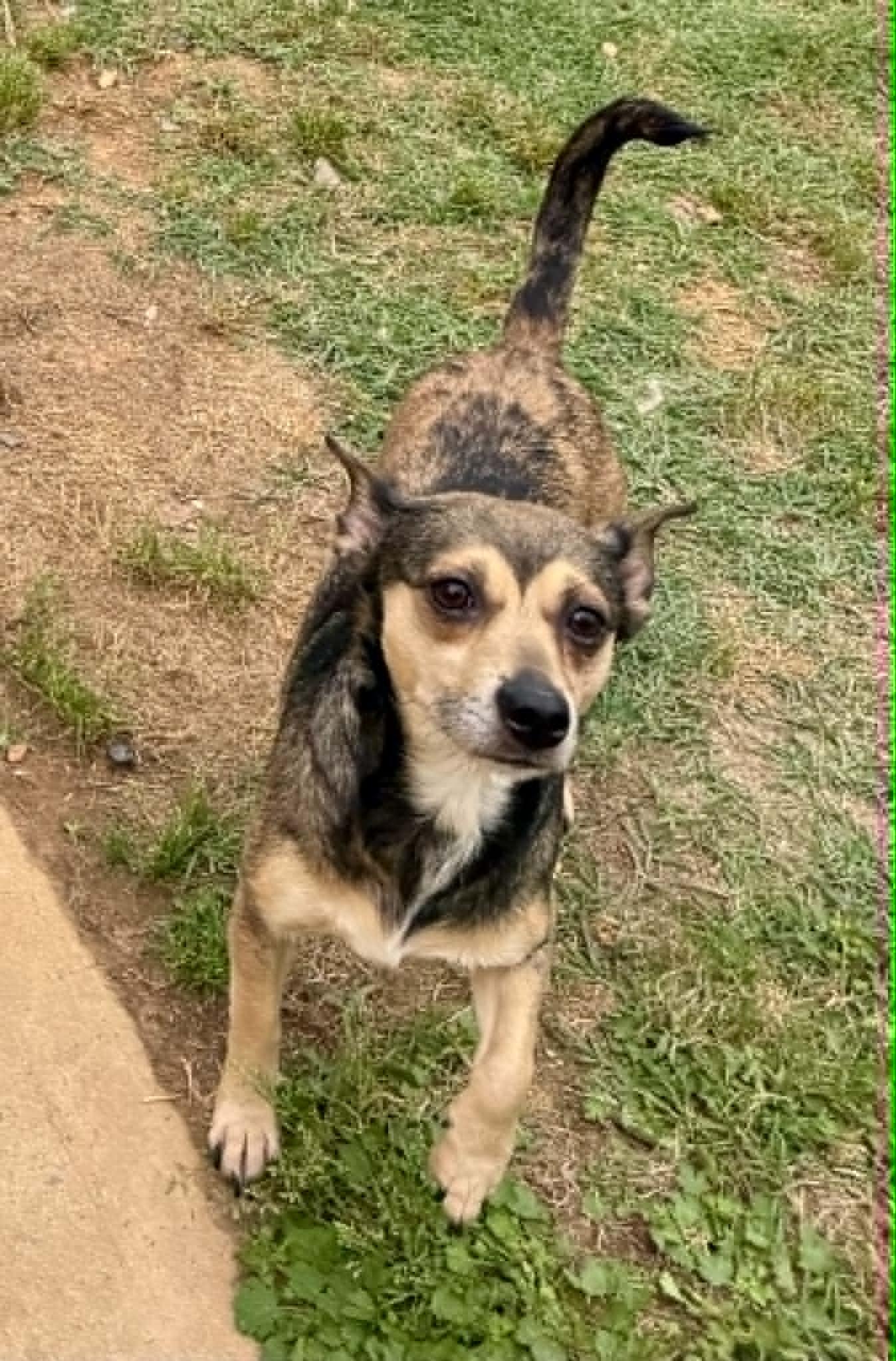 Bebop, a ADOPTABLE mixed breed in Maiden, NC image 1/5