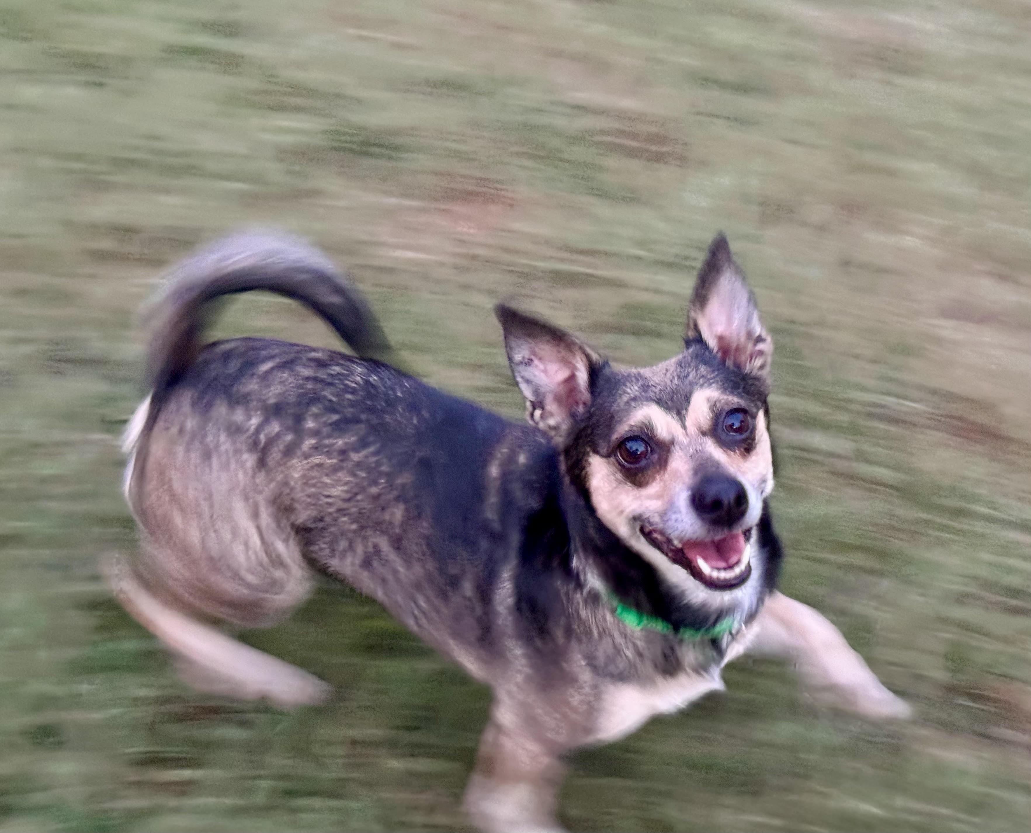 Bebop, an adoption pending mixed breed in Maiden, NC image 1/6