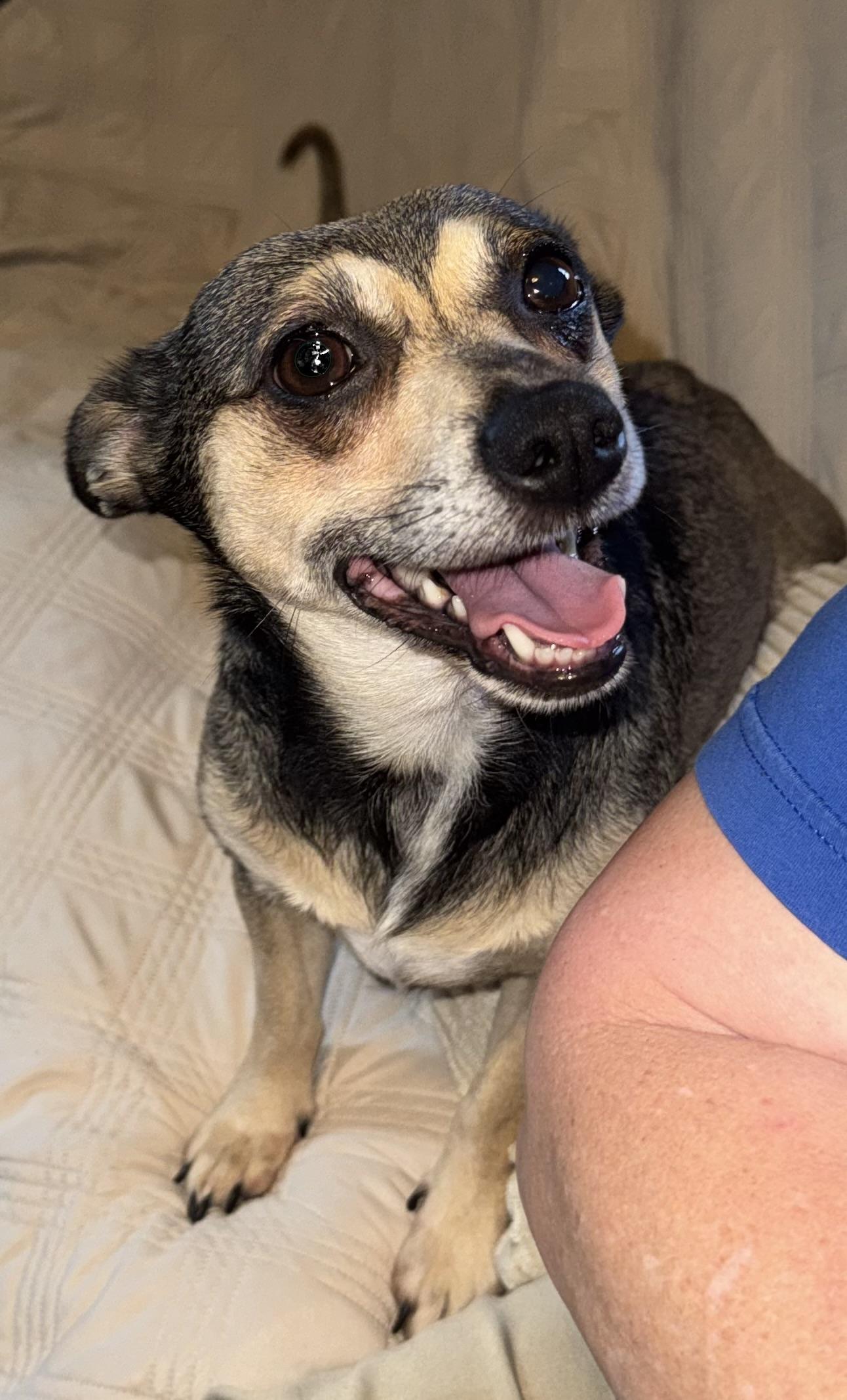 Enlarge Bebop, a ADOPTABLE mixed breed in Maiden, NC image 1/6