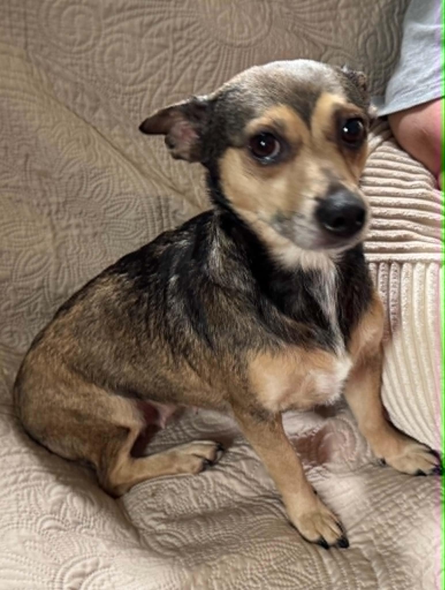 Bebop, a ADOPTABLE mixed breed in Maiden, NC image 4/5