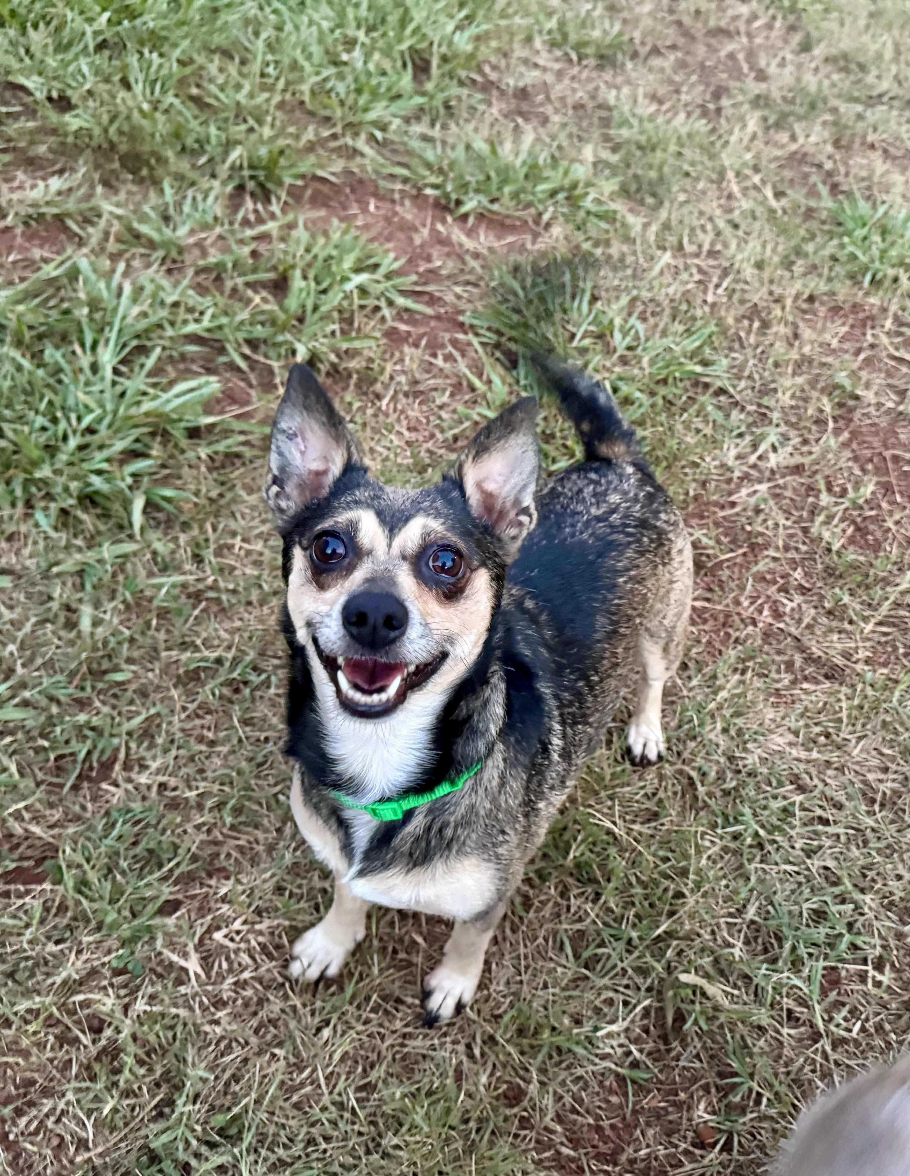 Bebop, an adoption pending mixed breed in Maiden, NC image 2/6