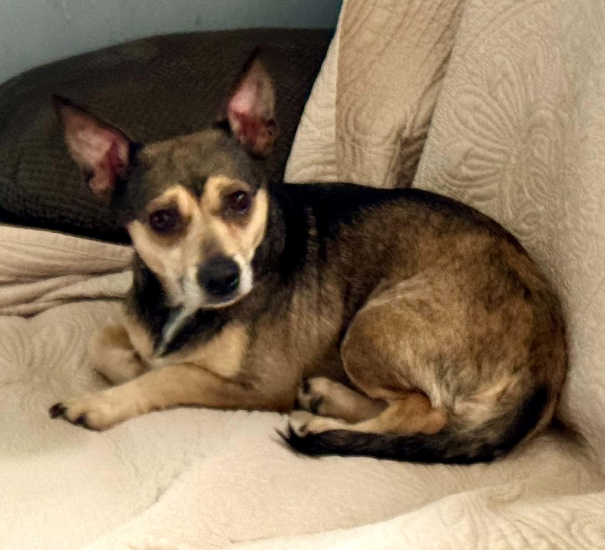 Bebop, a ADOPTABLE mixed breed in Maiden, NC image 5/5