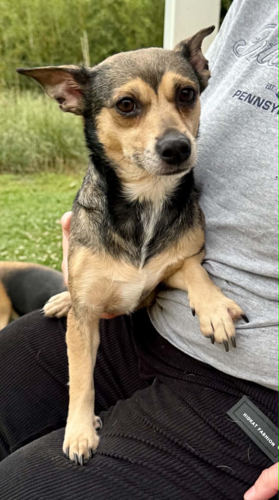 Bebop, a ADOPTABLE mixed breed in Maiden, NC image 2/5