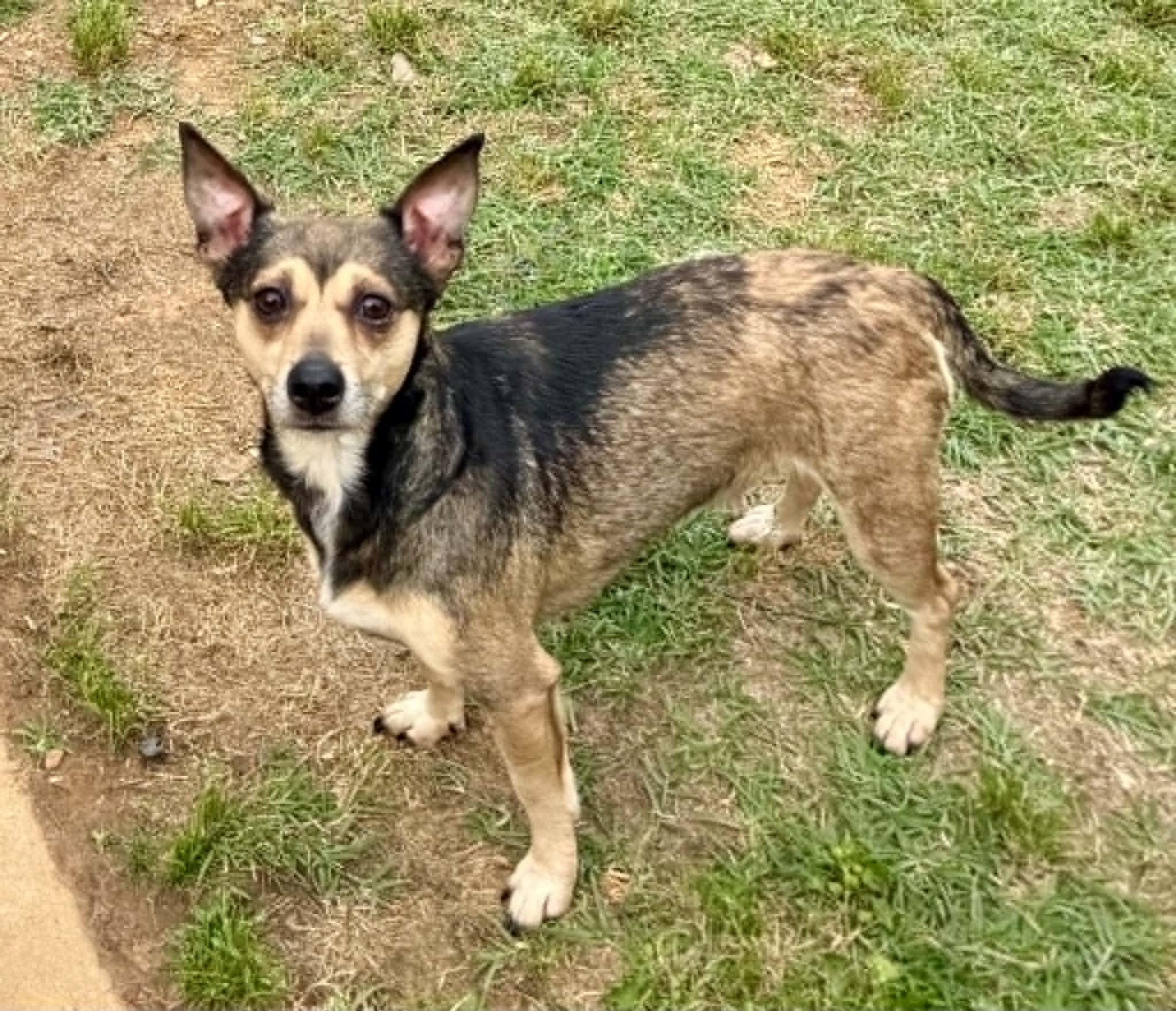 Bebop, a ADOPTABLE mixed breed in Maiden, NC image 3/5