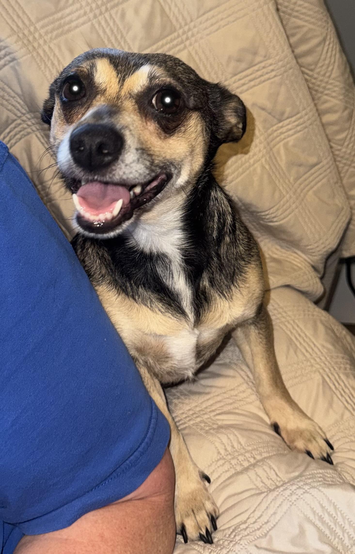 Enlarge Bebop, a ADOPTABLE mixed breed in Maiden, NC image 6/6