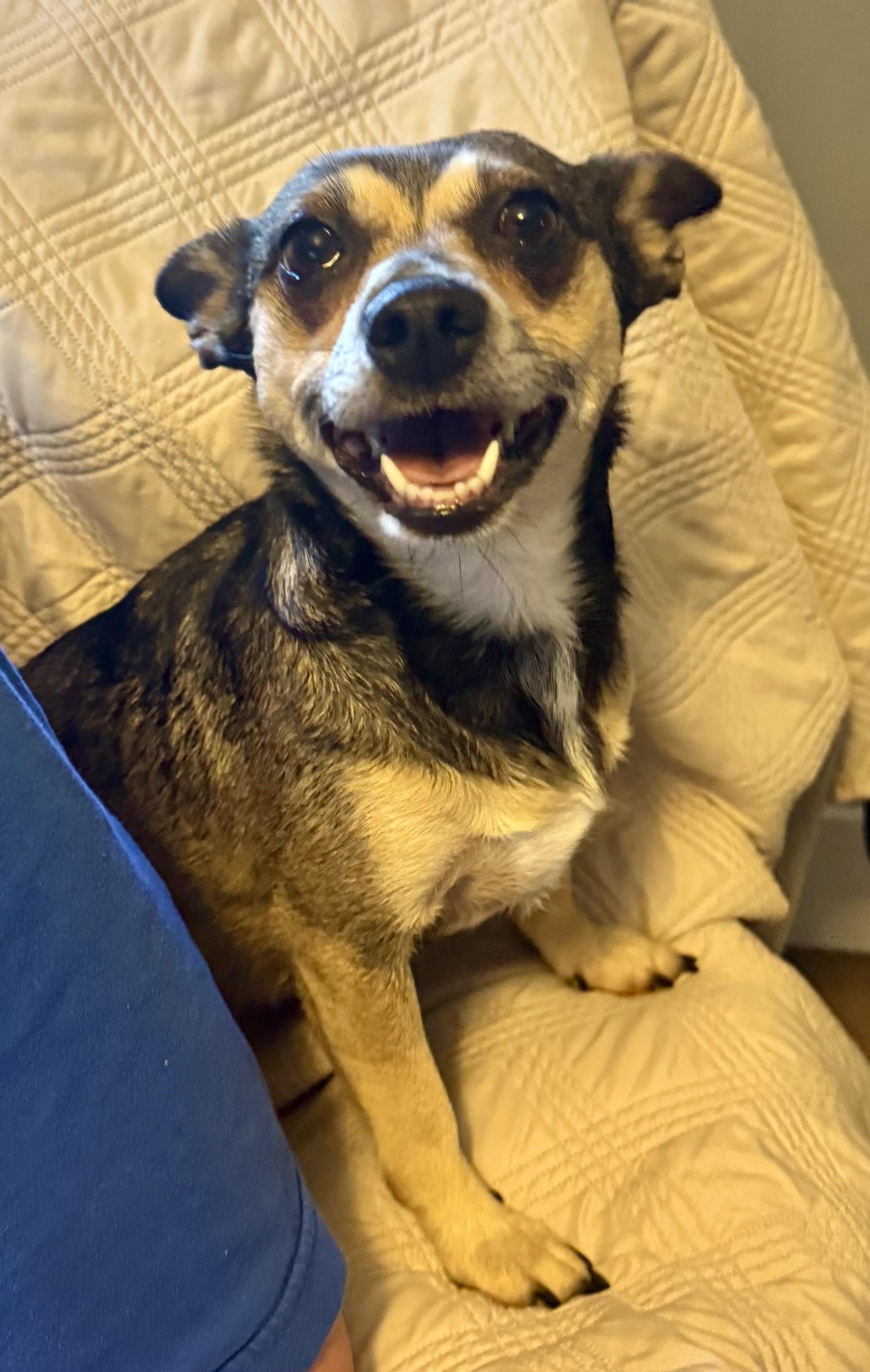 Enlarge Bebop, a ADOPTABLE mixed breed in Maiden, NC image 3/6