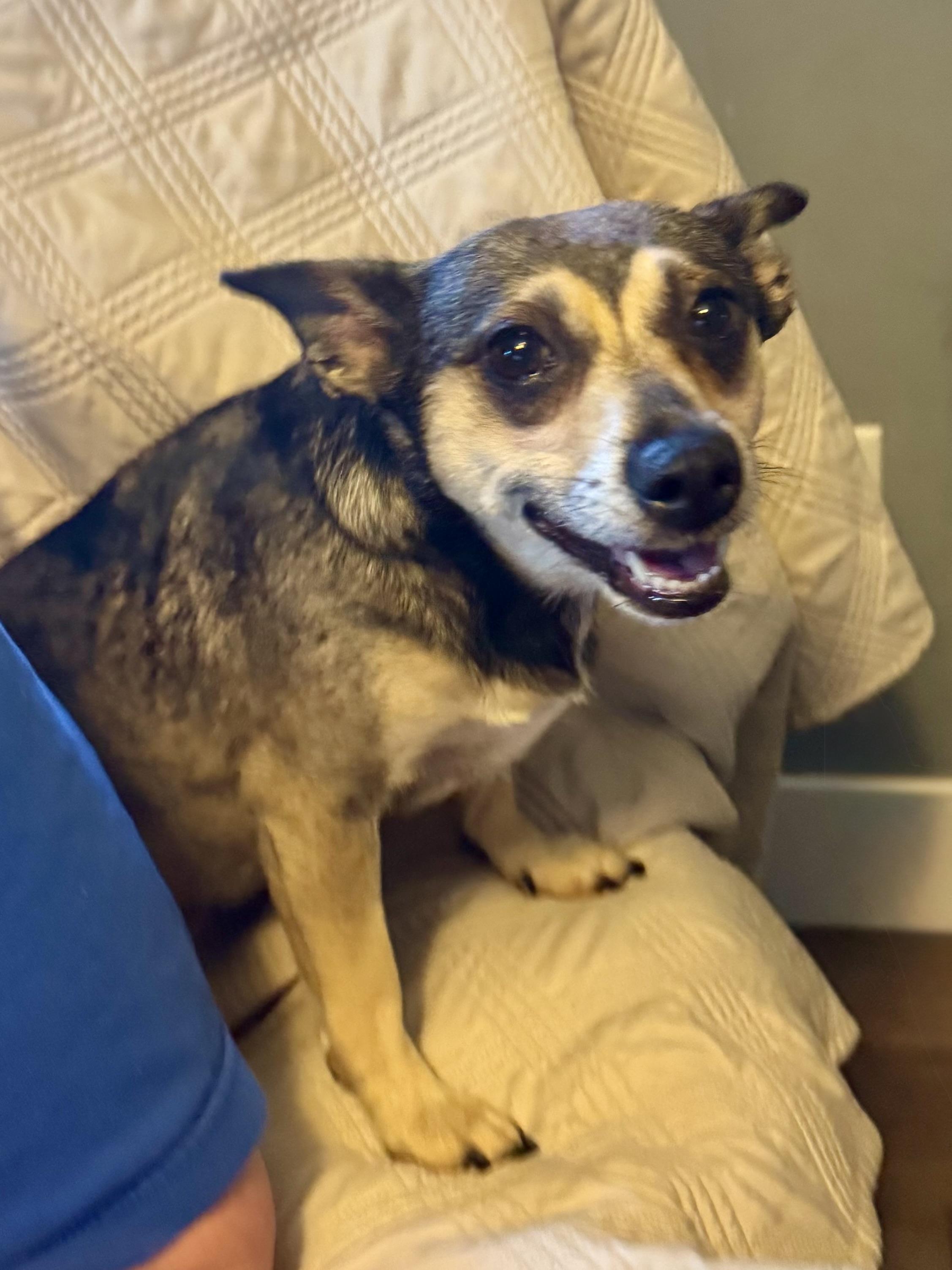 Enlarge Bebop, a ADOPTABLE mixed breed in Maiden, NC image 2/6