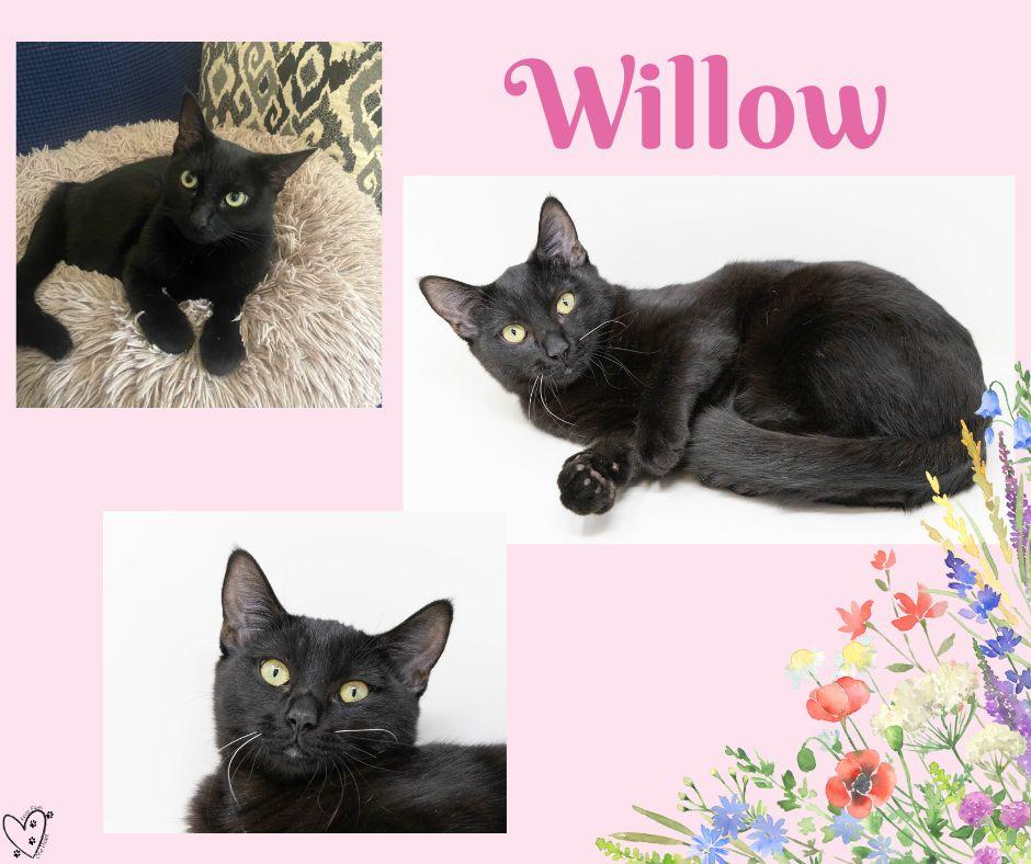 Willow, Adoptable, Adult Female Domestic Short Hair.