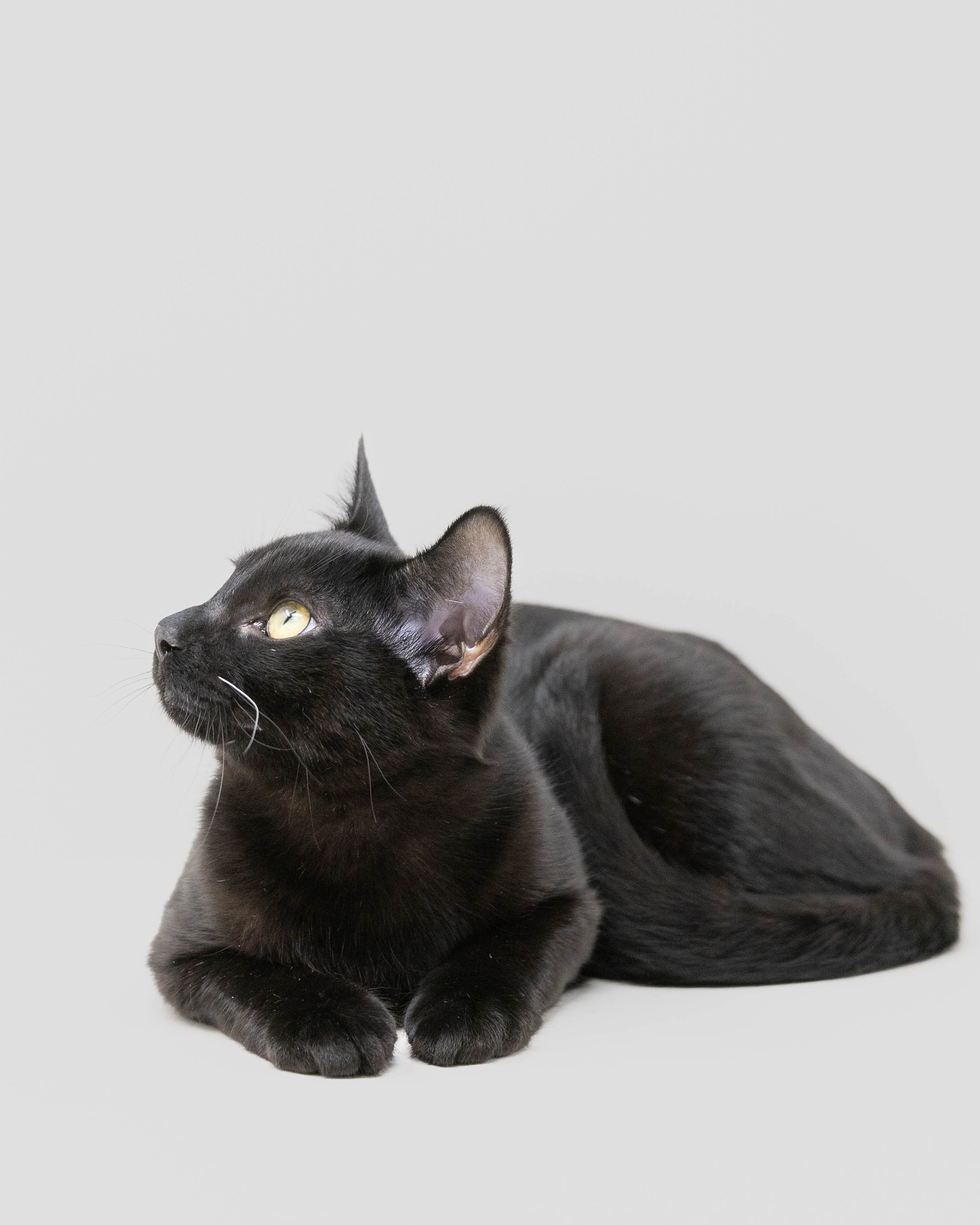 Willow, a Adoptable Domestic Short Hair in Lewisville, TX image 5/6