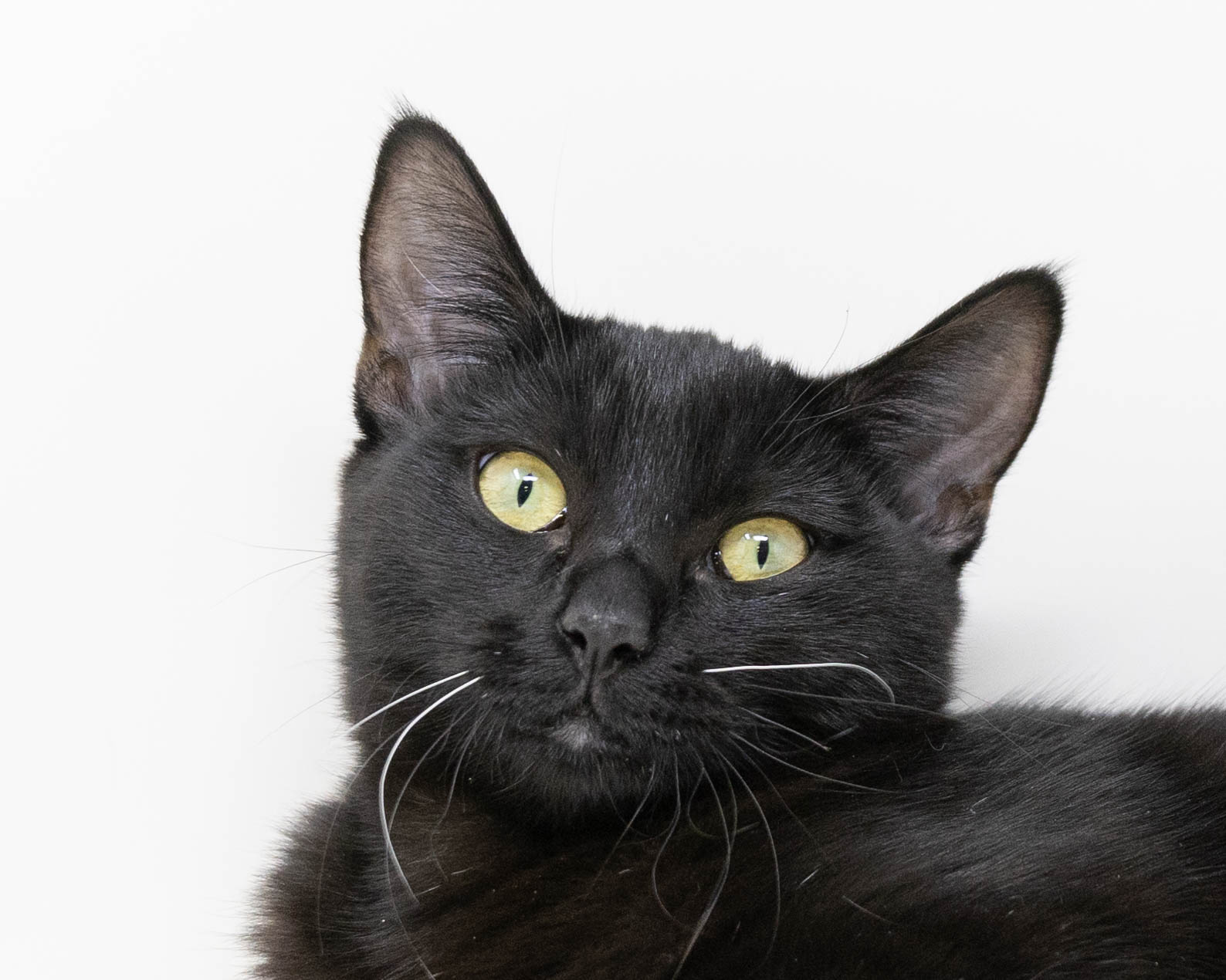 Willow, a Adoptable Domestic Short Hair in Lewisville, TX image 2/6