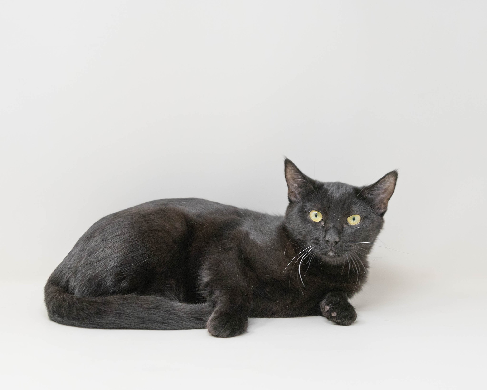 Willow, a Adoptable Domestic Short Hair in Lewisville, TX image 6/6