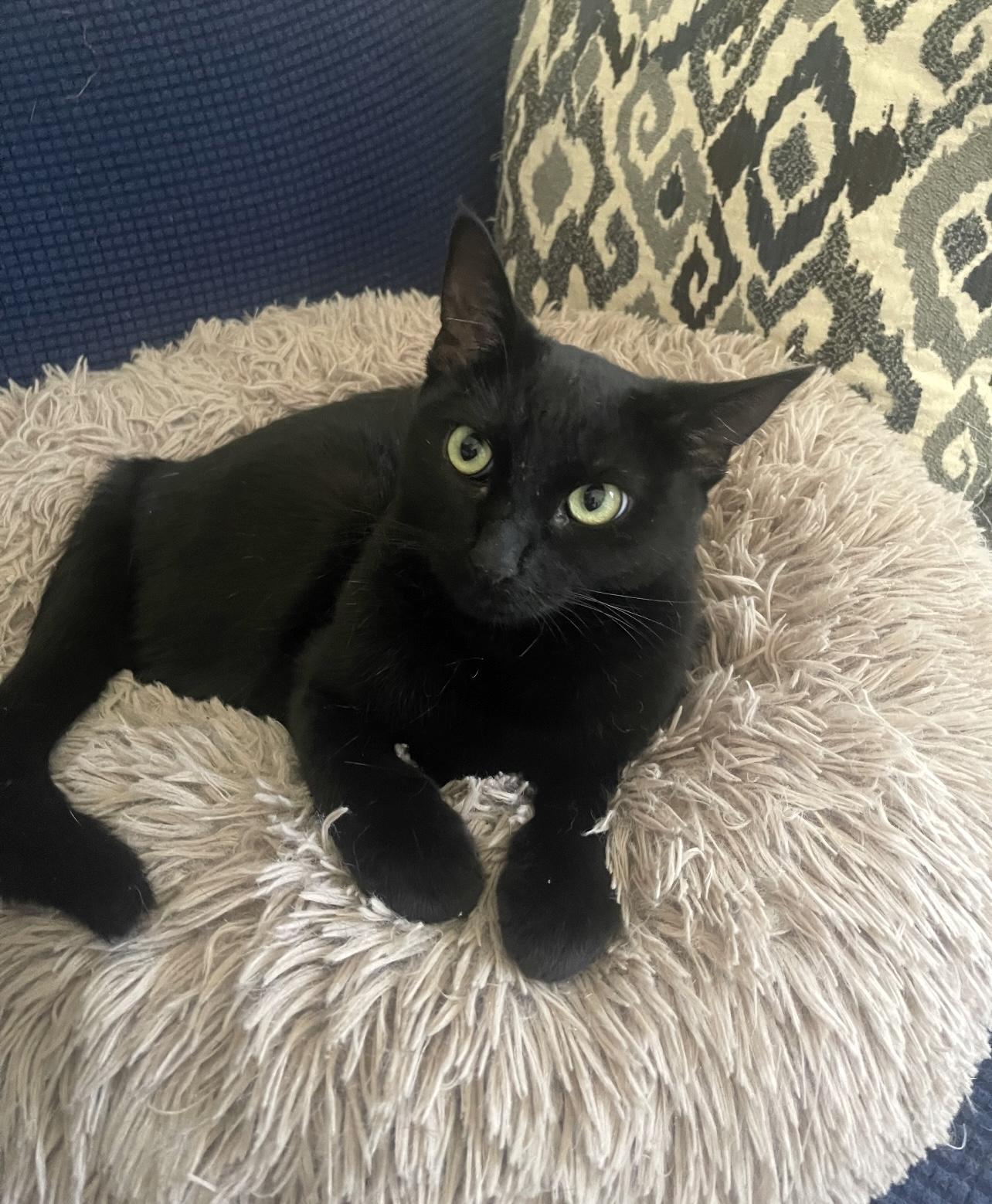 Willow, a Adoptable Domestic Short Hair in Lewisville, TX image 3/6