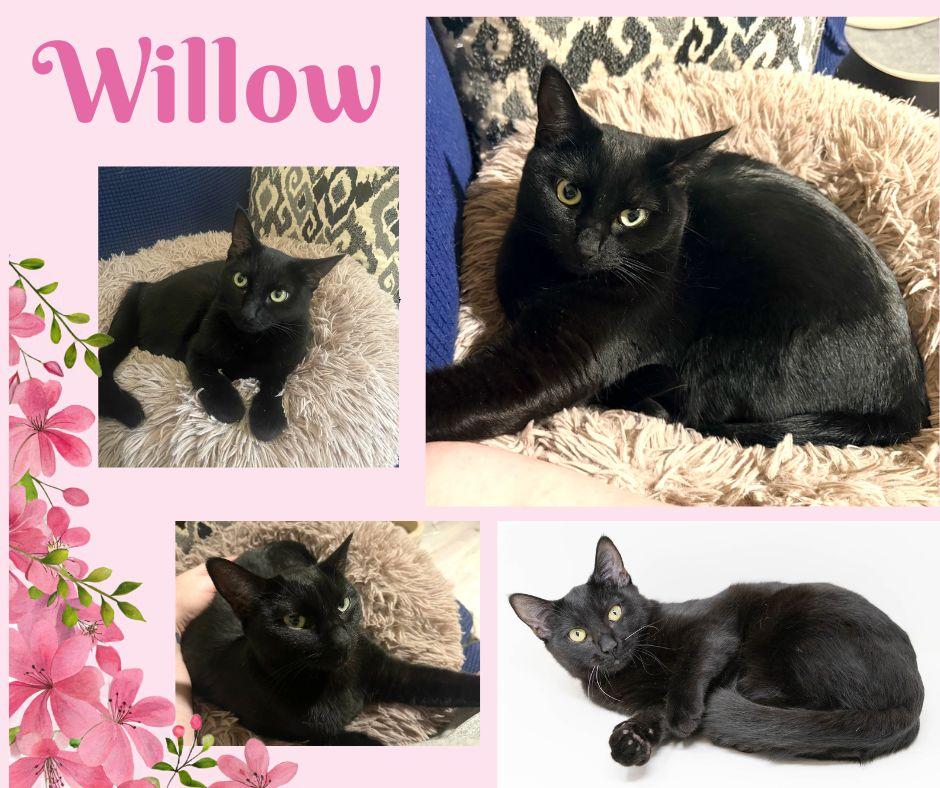 Enlarge Willow, a Adoptable Domestic Short Hair in Lewisville, TX image 3/6