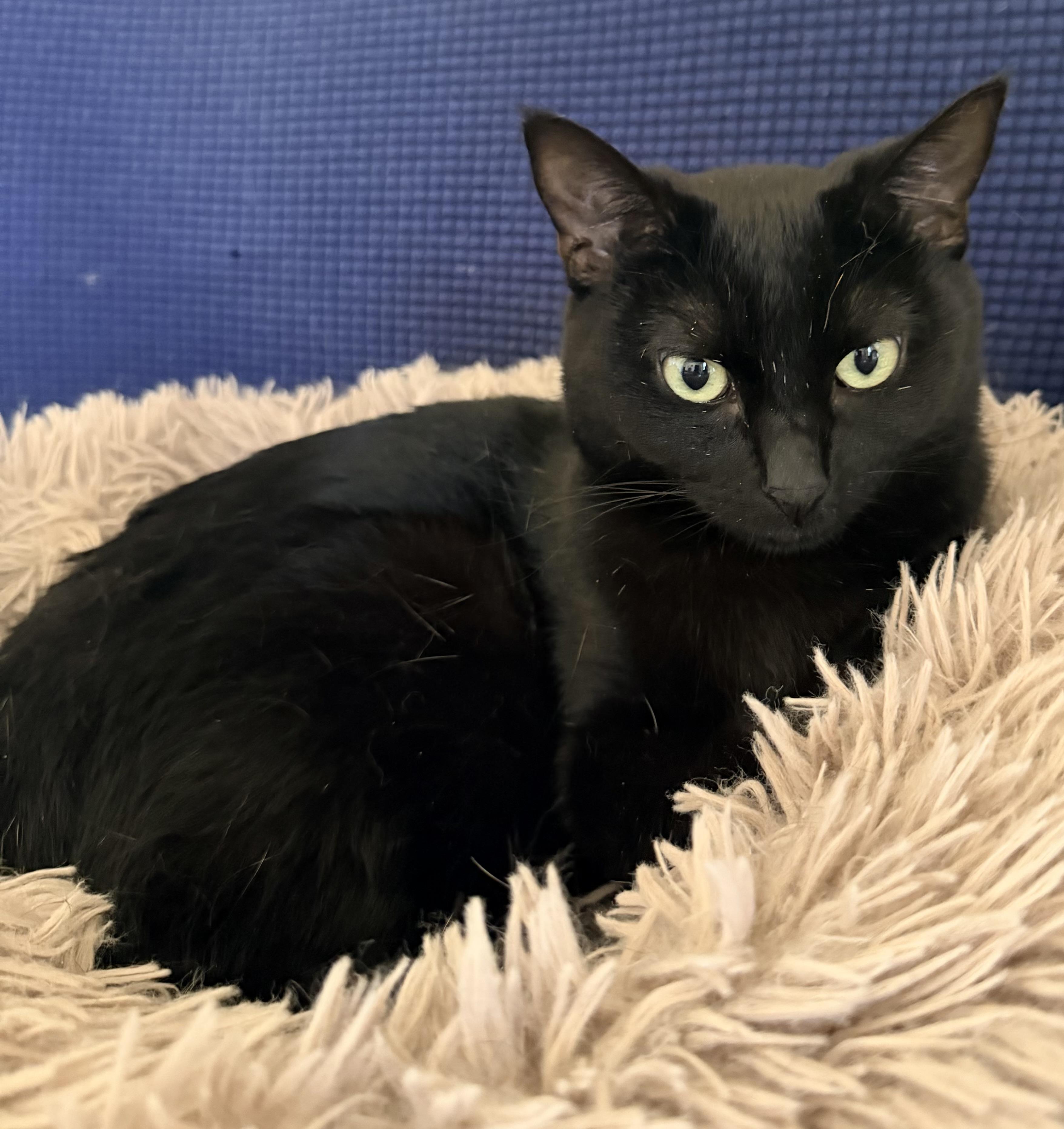 Willow, Adoptable, Adult Female Domestic Short Hair.