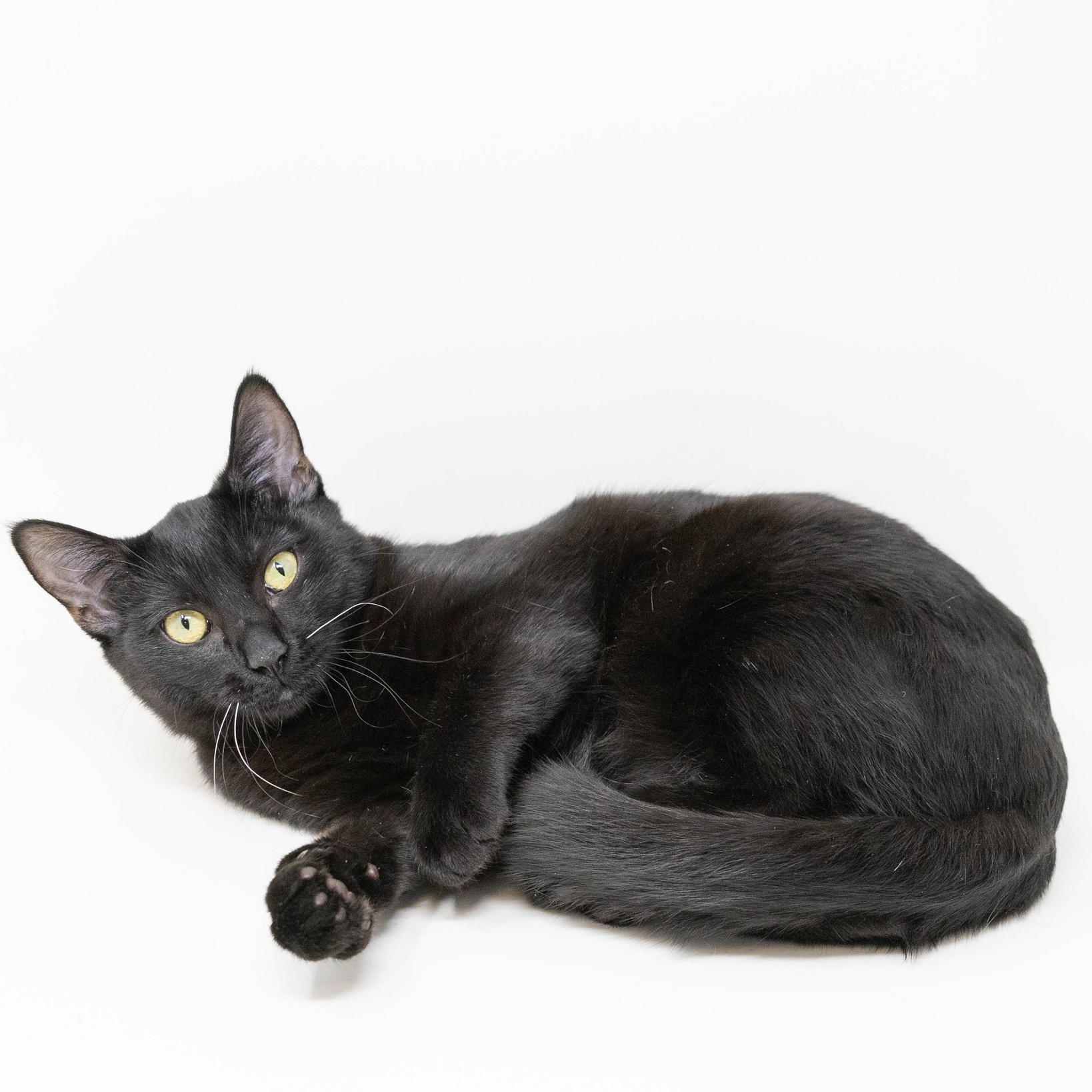Willow, a Adoptable Domestic Short Hair in Lewisville, TX image 4/6