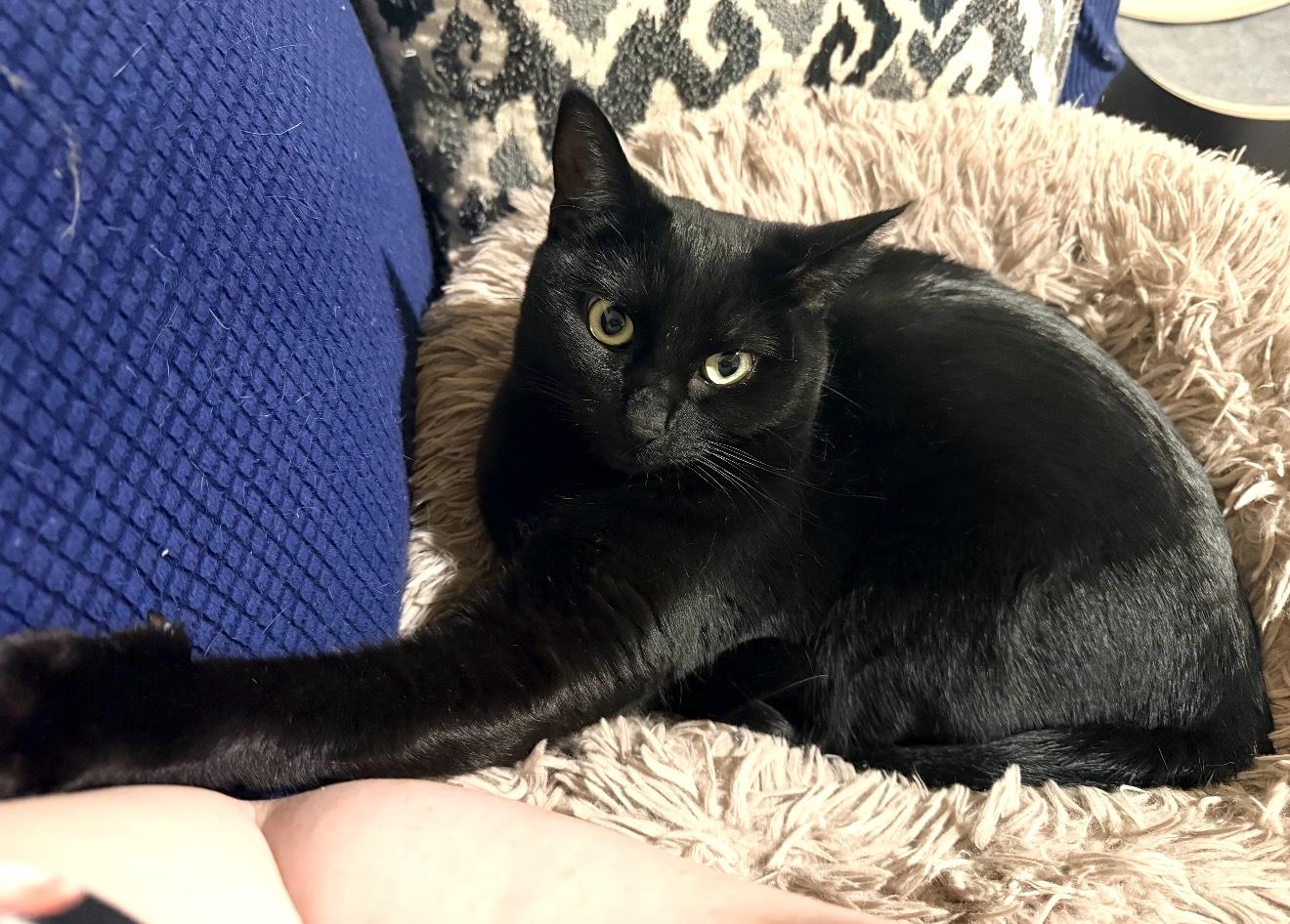 Willow, Adoptable, Adult Female Domestic Short Hair.