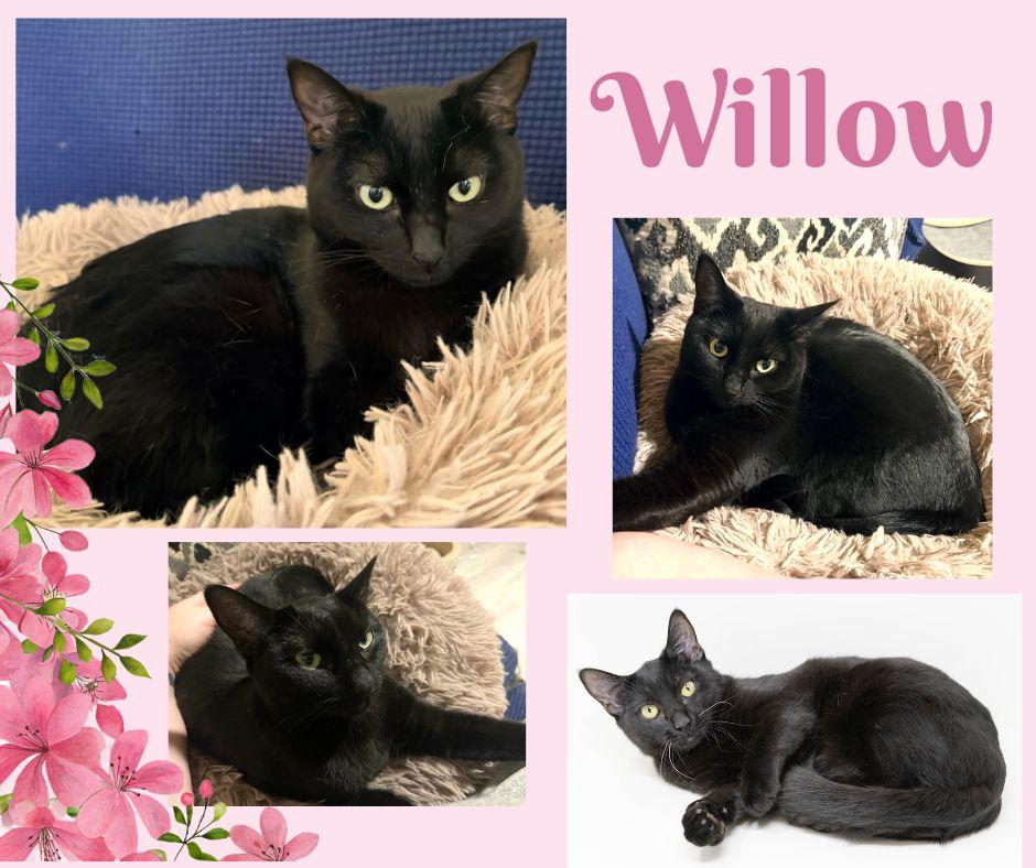 Enlarge Willow, a Adoptable Domestic Short Hair in Lewisville, TX image 3/6