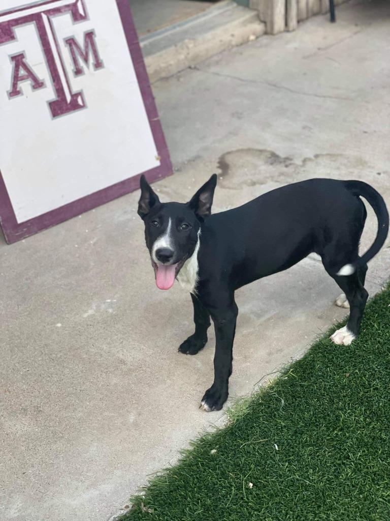 Enlarge Tinky, a Adopted mixed breed in Fort Stockton, TX image 1/1