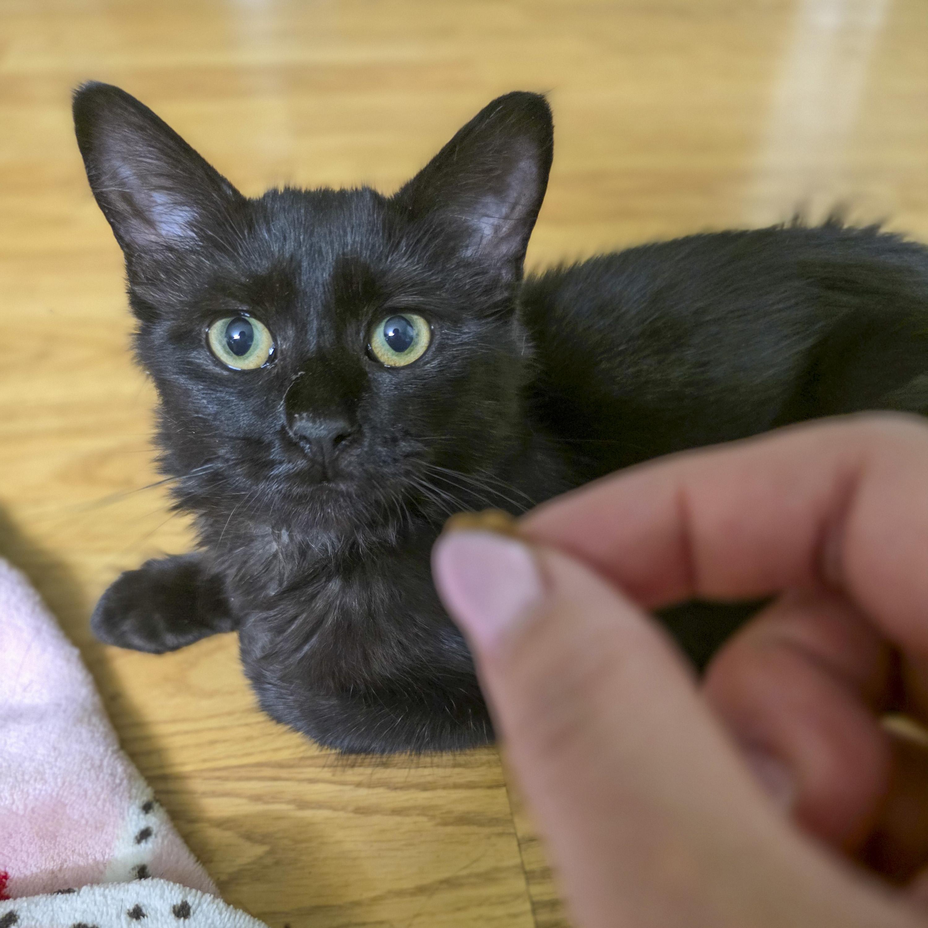 Lily, Adoptable, Kitten Female Domestic Medium Hair.
