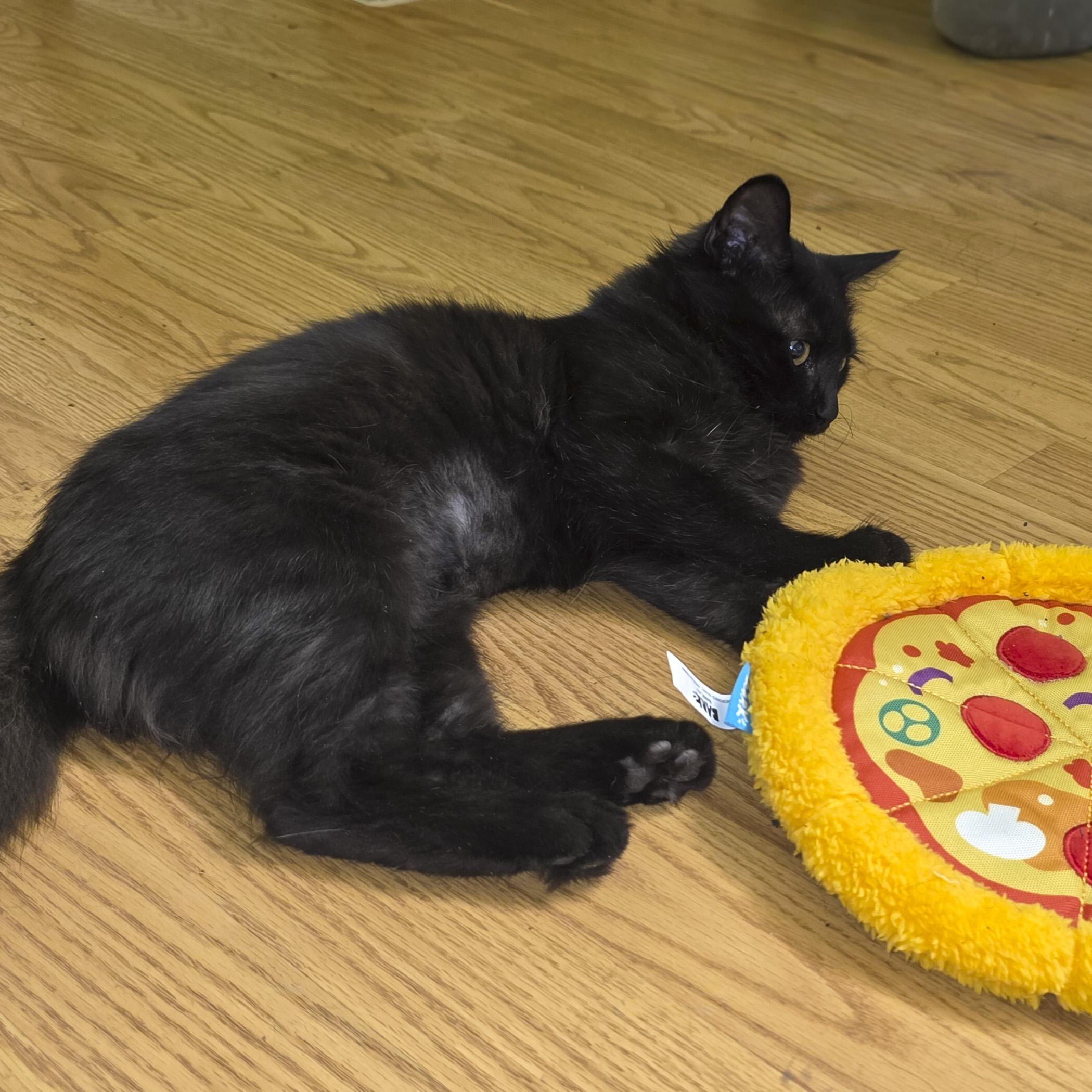 Lily, a Adoptable Domestic Medium Hair in Vallejo, CA image 2/3