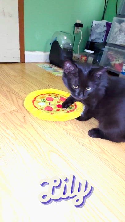 Enlarge Lily, a Adoptable Domestic Medium Hair in Vallejo, CA video 3/3