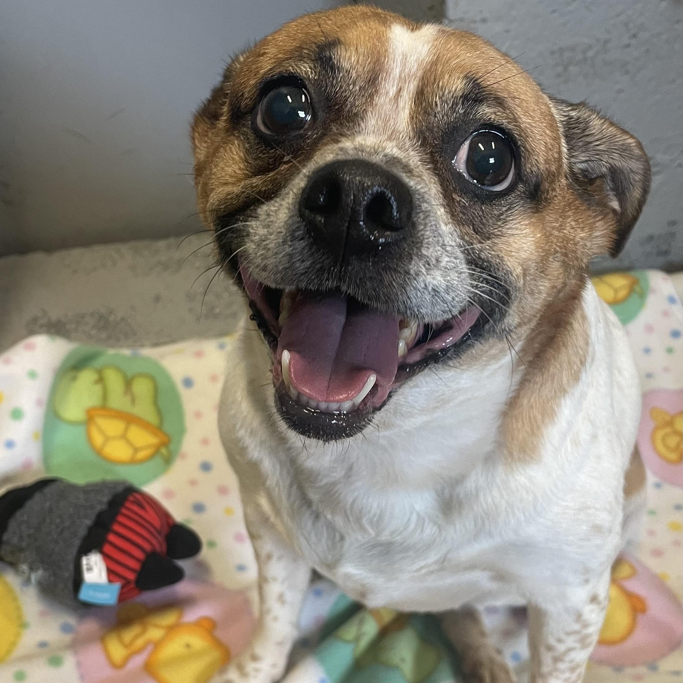 Baby, adopted, Adult Female Jack Russell Terrier & Pug.