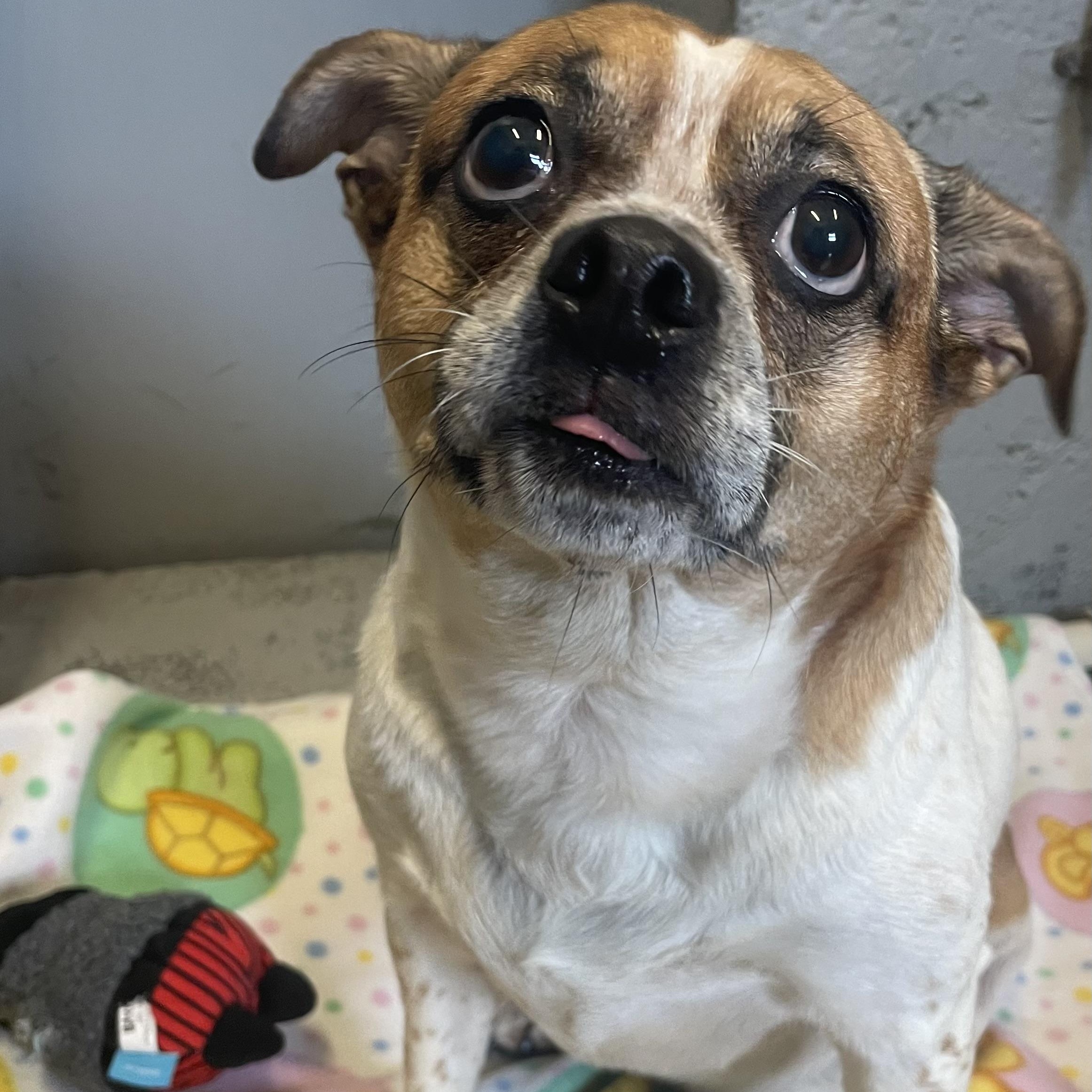 Baby, an adopted mixed breed in Edinburg, VA image 2/2