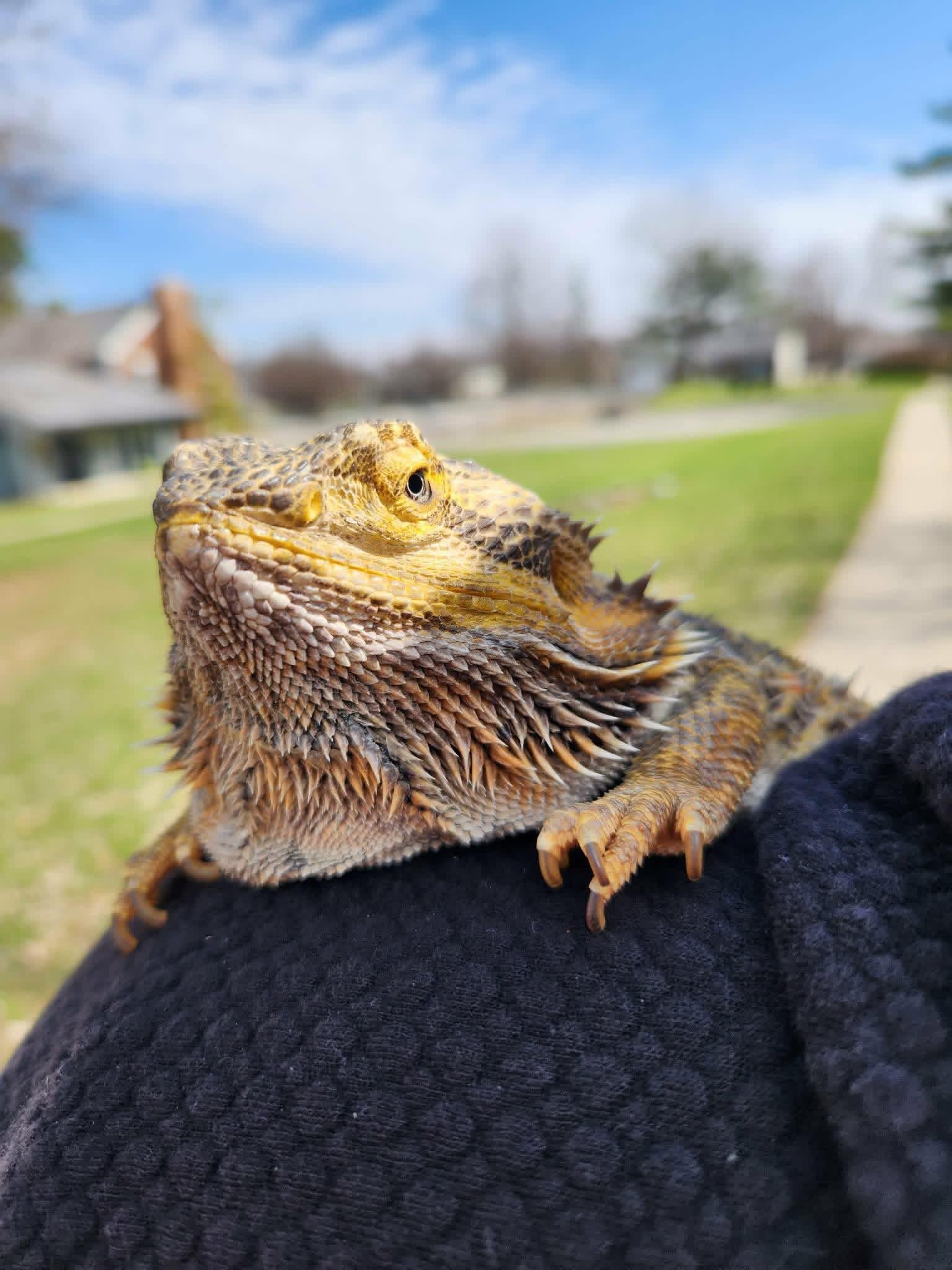 Margo, ADOPTABLE, Senior Female Bearded Dragon.