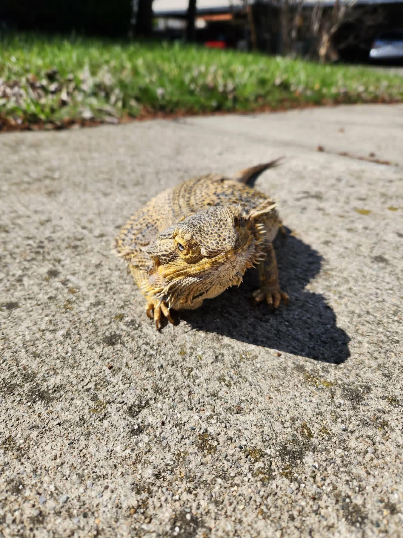 Margo, a ADOPTABLE Bearded Dragon in FRANKTON, IN image 2/6