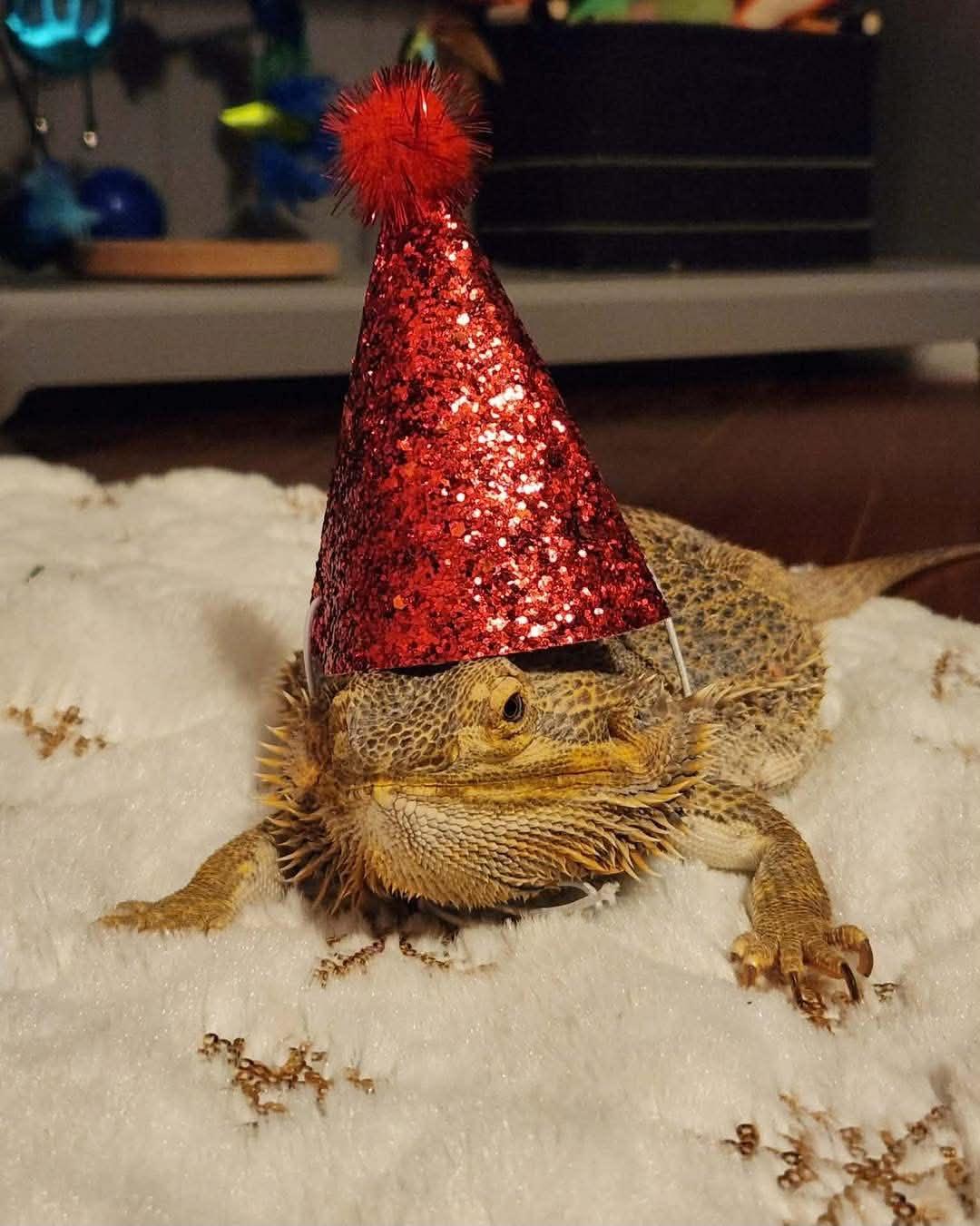 Margo, a ADOPTABLE Bearded Dragon in FRANKTON, IN image 5/6