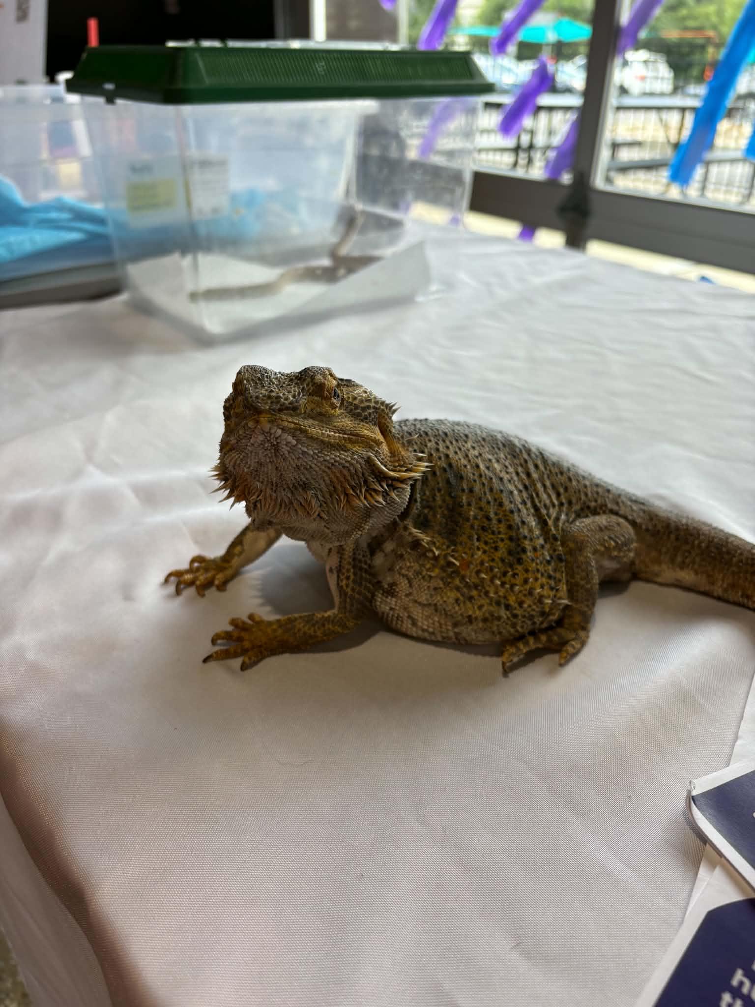 Margo, a ADOPTABLE Bearded Dragon in FRANKTON, IN image 6/6
