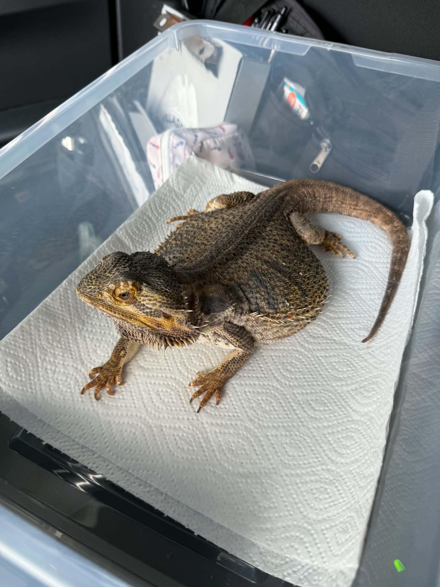 Margo, a ADOPTABLE Bearded Dragon in FRANKTON, IN image 3/6