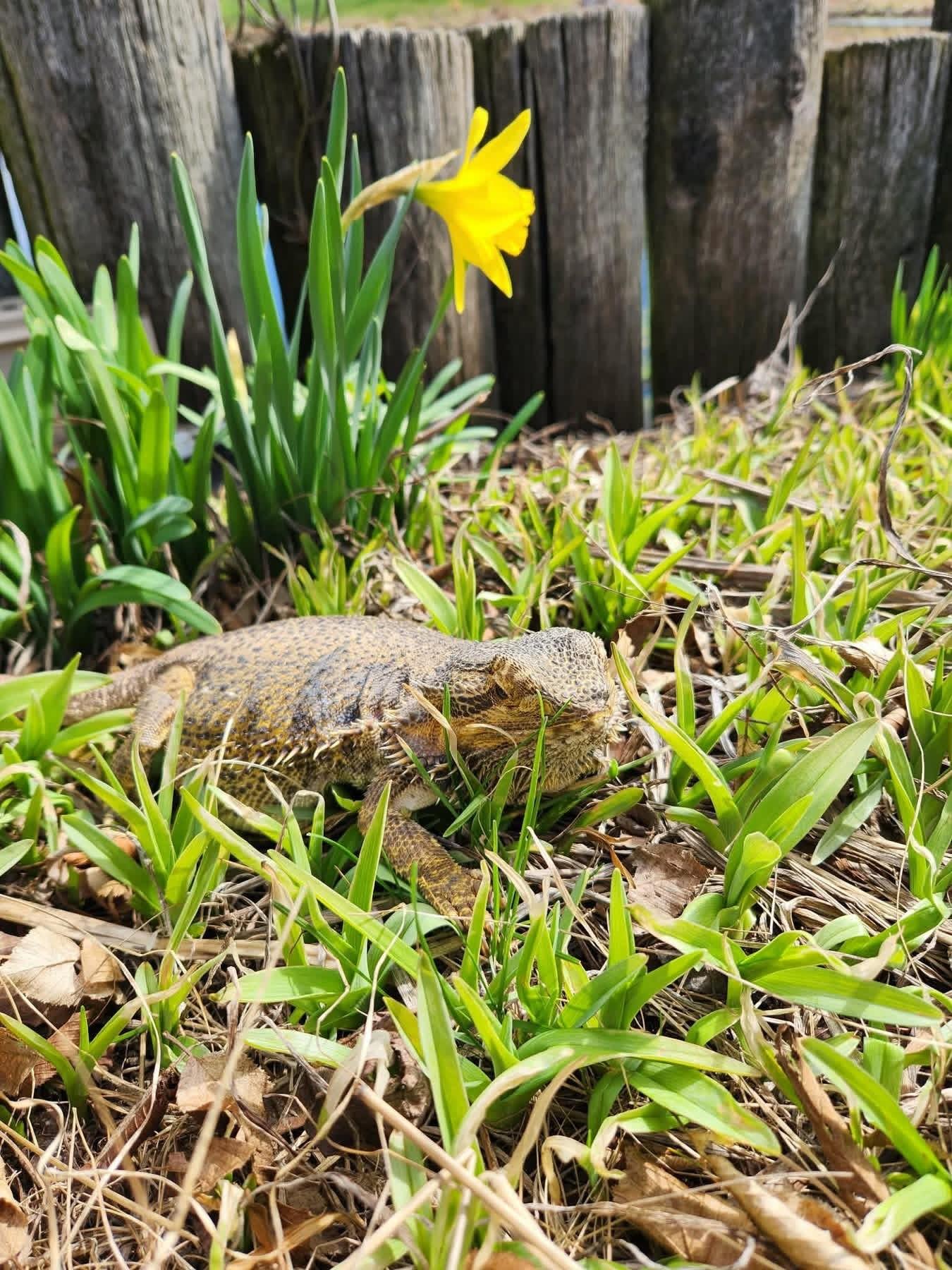 Margo, a ADOPTABLE Bearded Dragon in FRANKTON, IN image 4/6