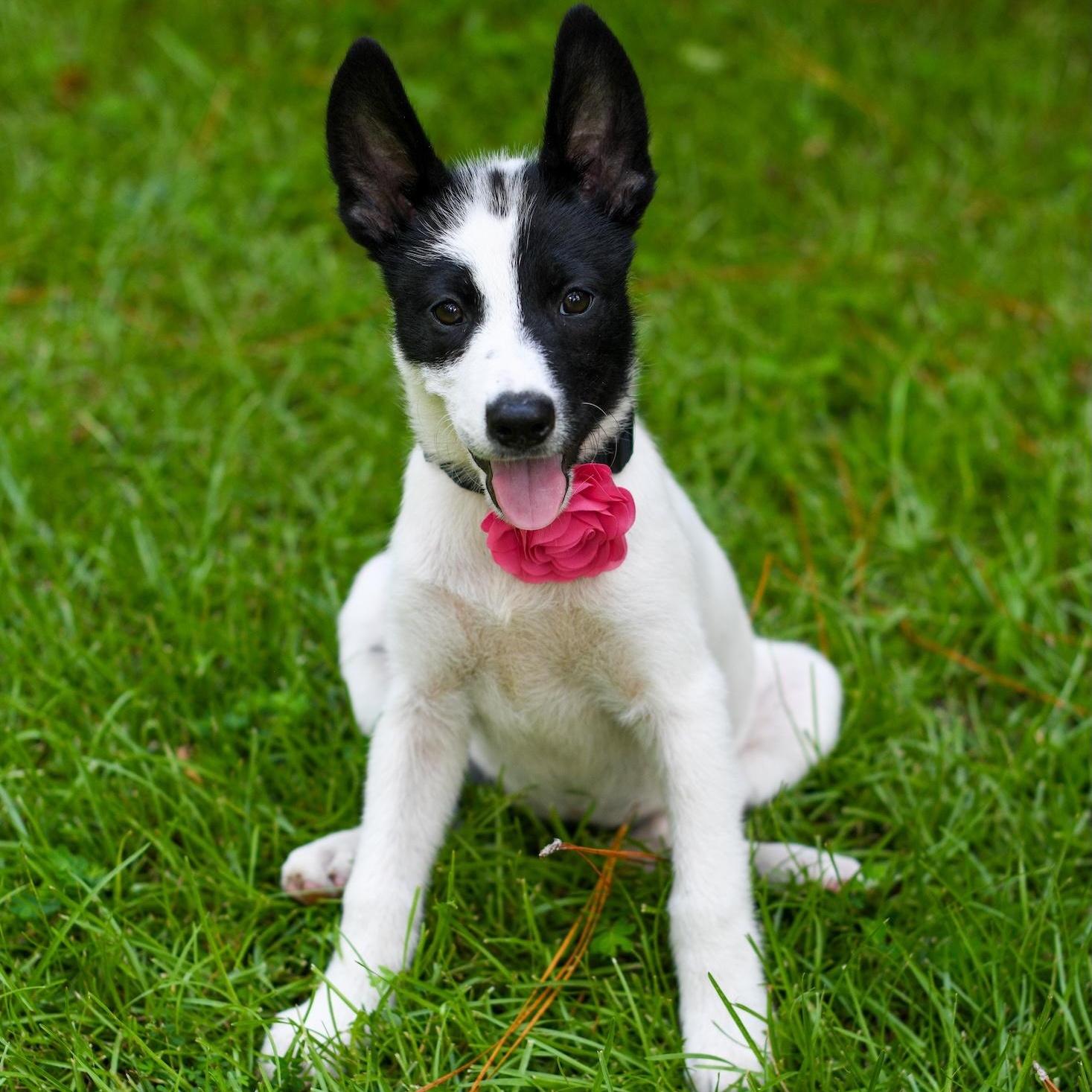 Sienna (Coming Soon), an adoptable Samoyed, Border Collie in Argyle, NY, 12809 | Photo Image 2