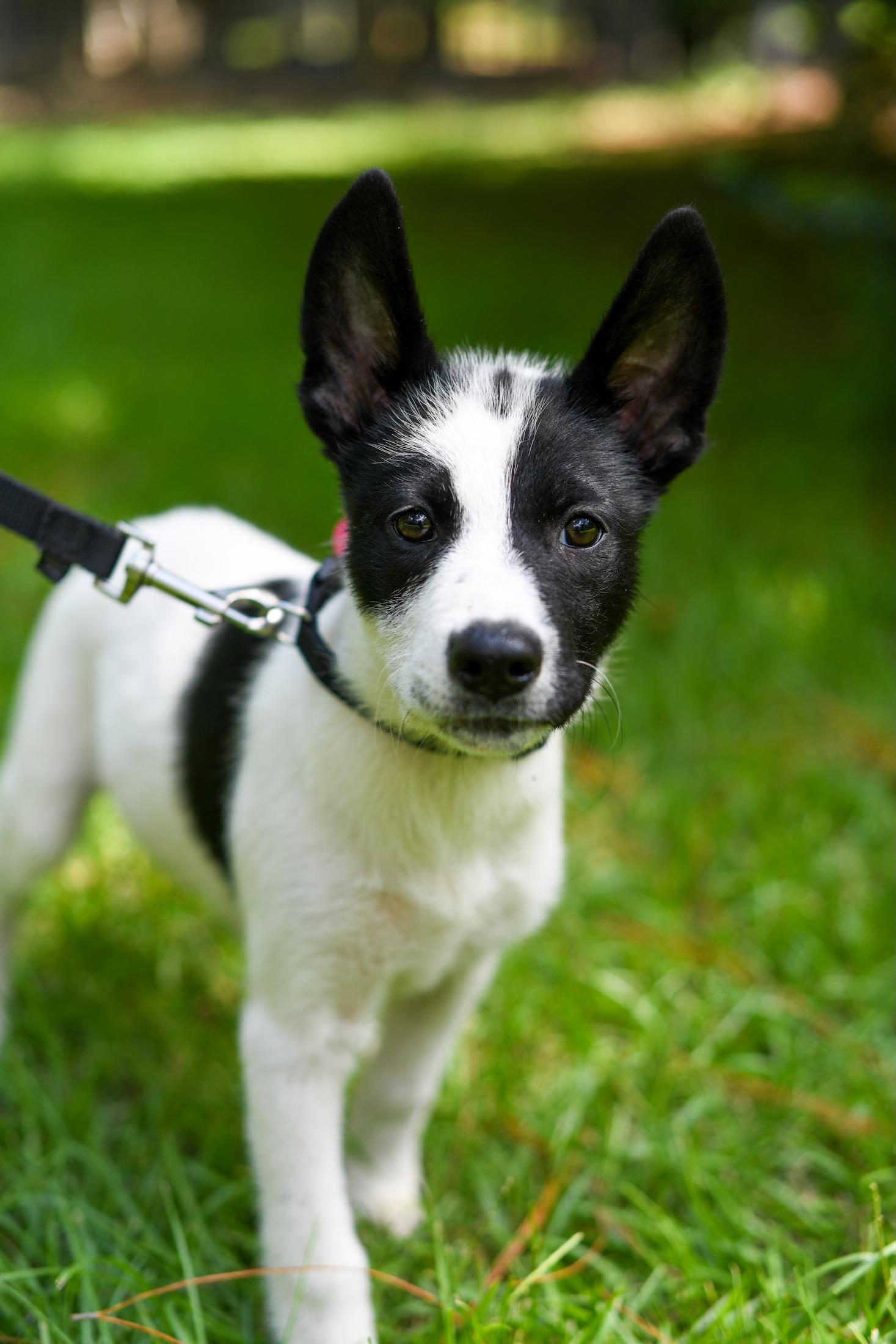 Sienna (Coming Soon), an adoptable Samoyed, Border Collie in Argyle, NY, 12809 | Photo Image 4