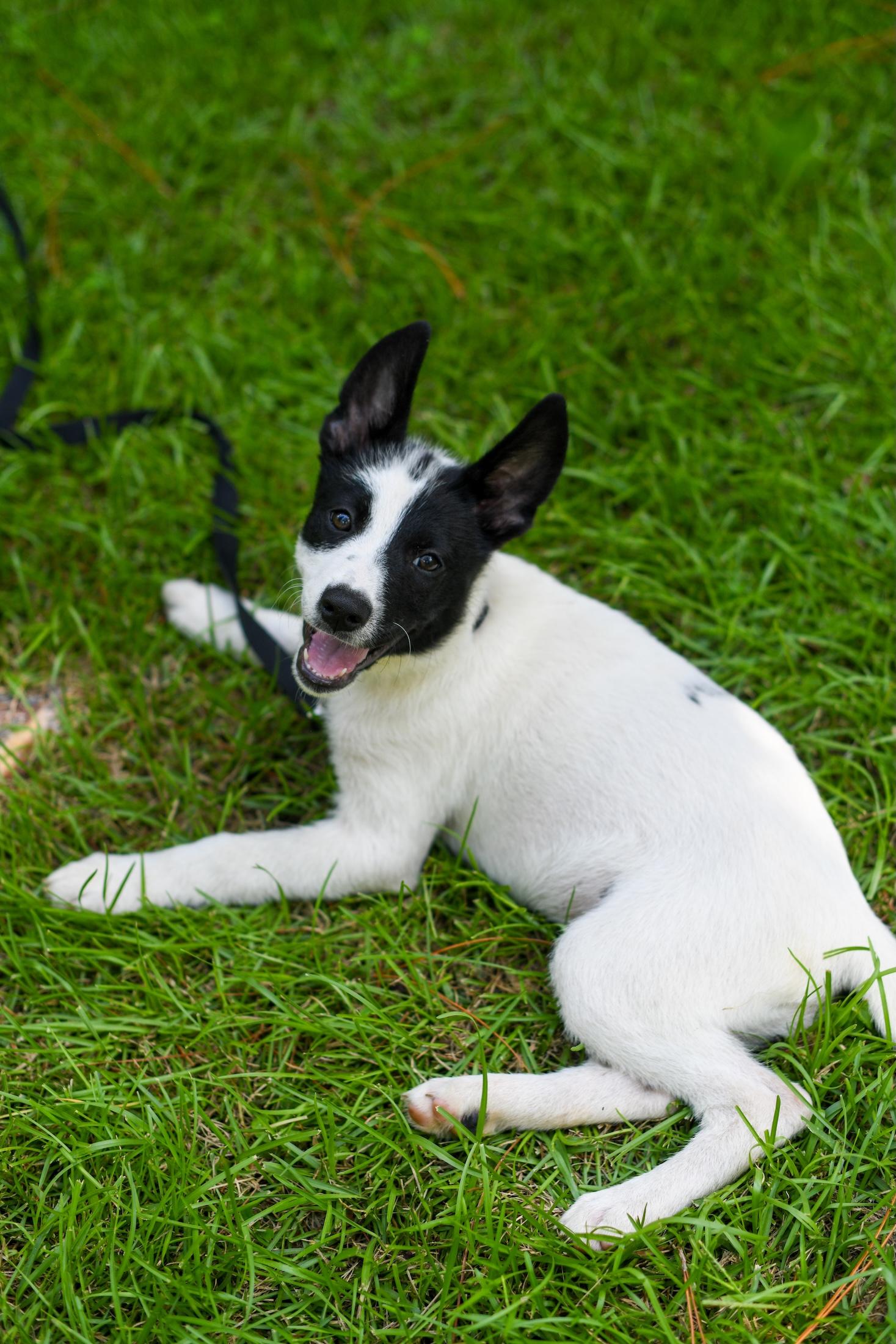 Sienna (Coming Soon), an adoptable Samoyed, Border Collie in Argyle, NY, 12809 | Photo Image 3