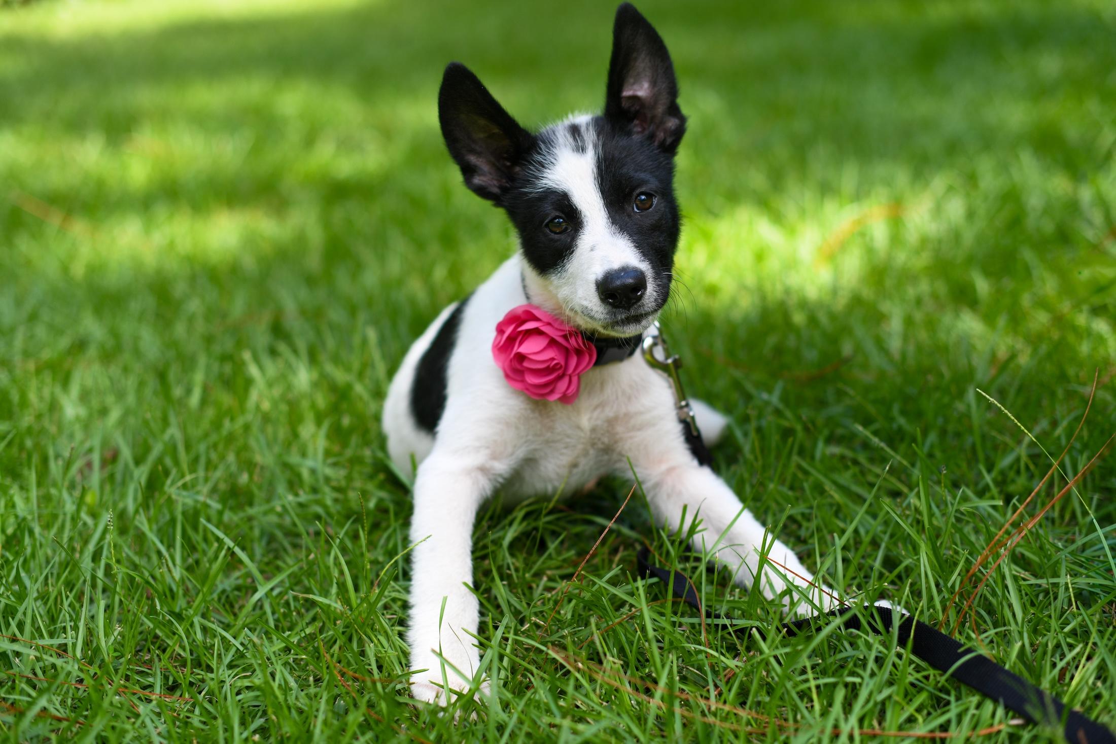 Sienna (Coming Soon), an adoptable Samoyed, Border Collie in Argyle, NY, 12809 | Photo Image 5