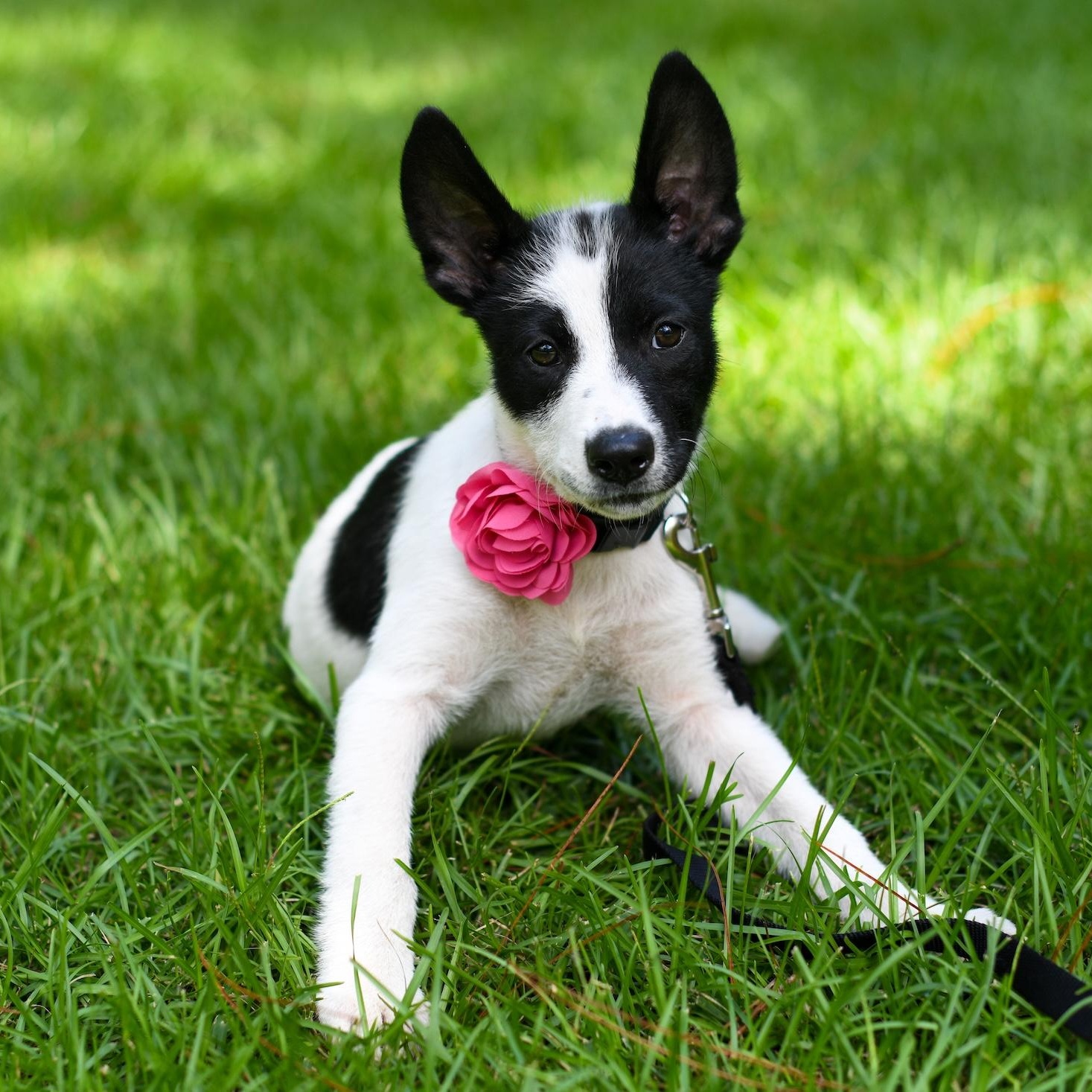 Sienna (Coming Soon), an adoptable Samoyed, Border Collie in Argyle, NY, 12809 | Photo Image 1