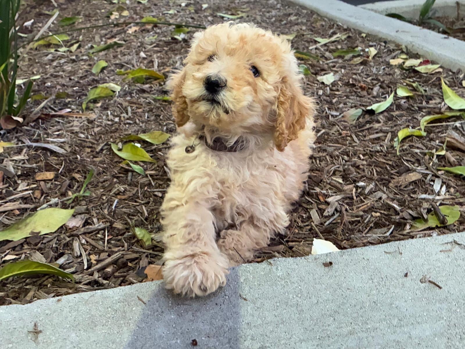 Loolu , ADOPTABLE, Puppy Female Goldendoodle.