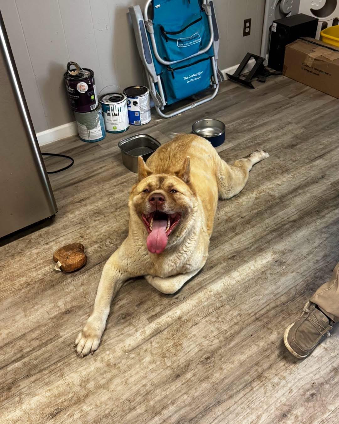 Enlarge Ryden, a ADOPTABLE Akita in Grand Haven, MI image 2/5