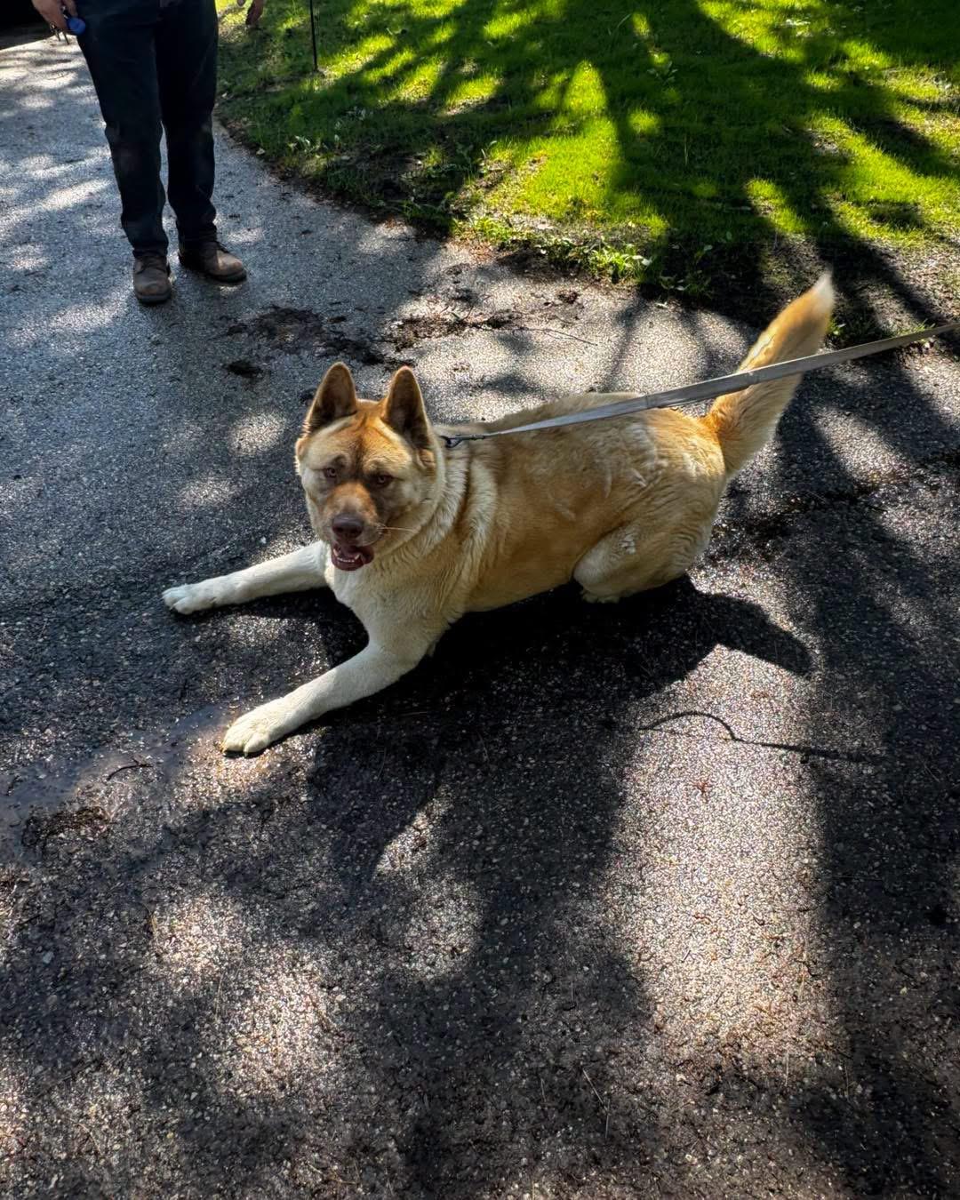 Enlarge Ryden, a ADOPTABLE Akita in Grand Haven, MI image 1/5