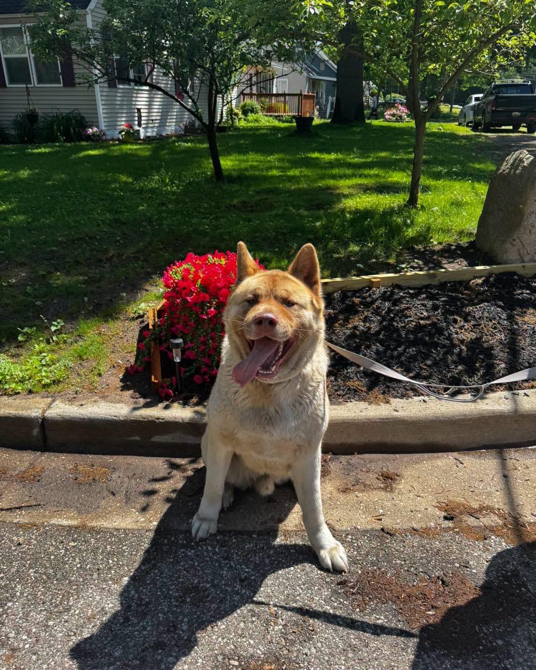Enlarge Ryden, a ADOPTABLE Akita in Grand Haven, MI image 4/5