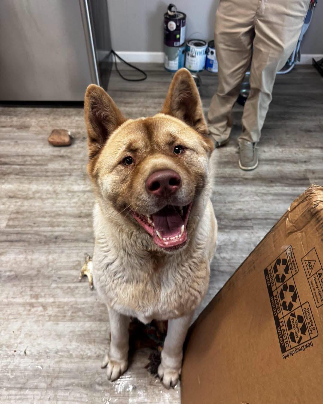 Enlarge Ryden, a ADOPTABLE Akita in Grand Haven, MI image 3/5