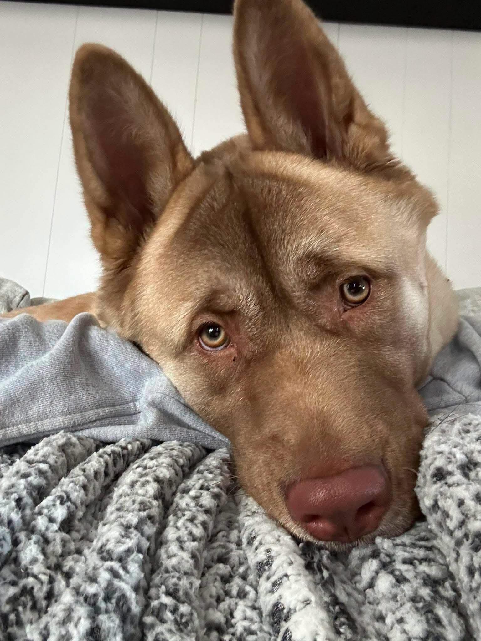 Enlarge Ryden, a ADOPTABLE Akita in Grand Haven, MI image 5/5