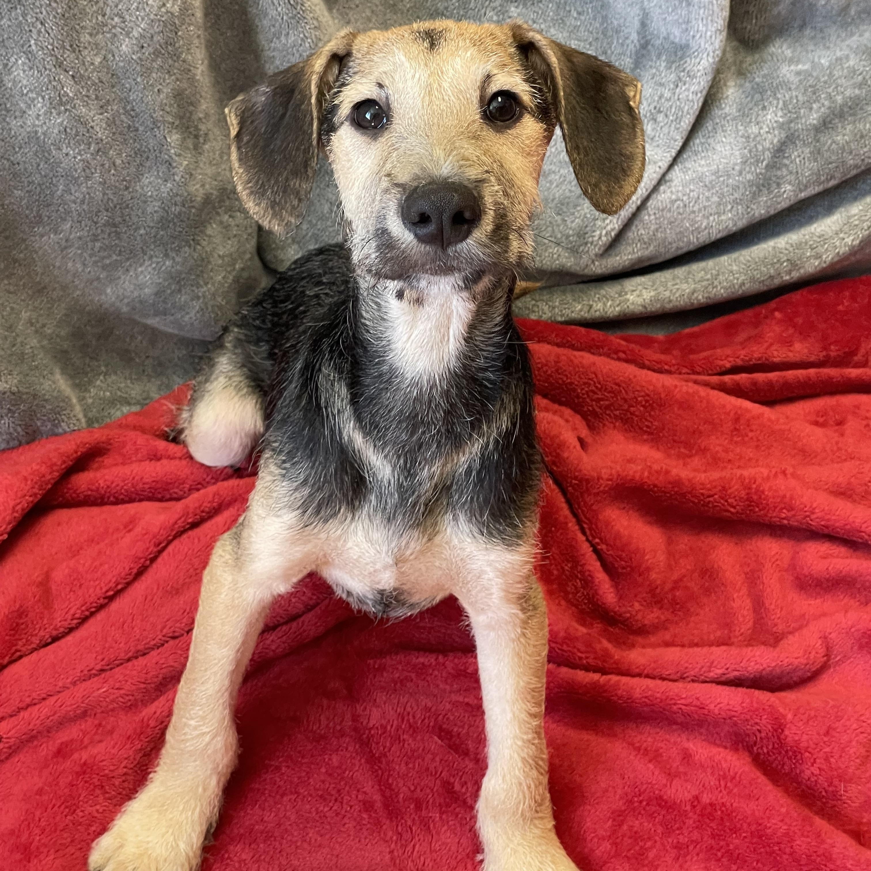 Enlarge Harry, a Adopted Mixed Breed in Lacon, IL image 1/2