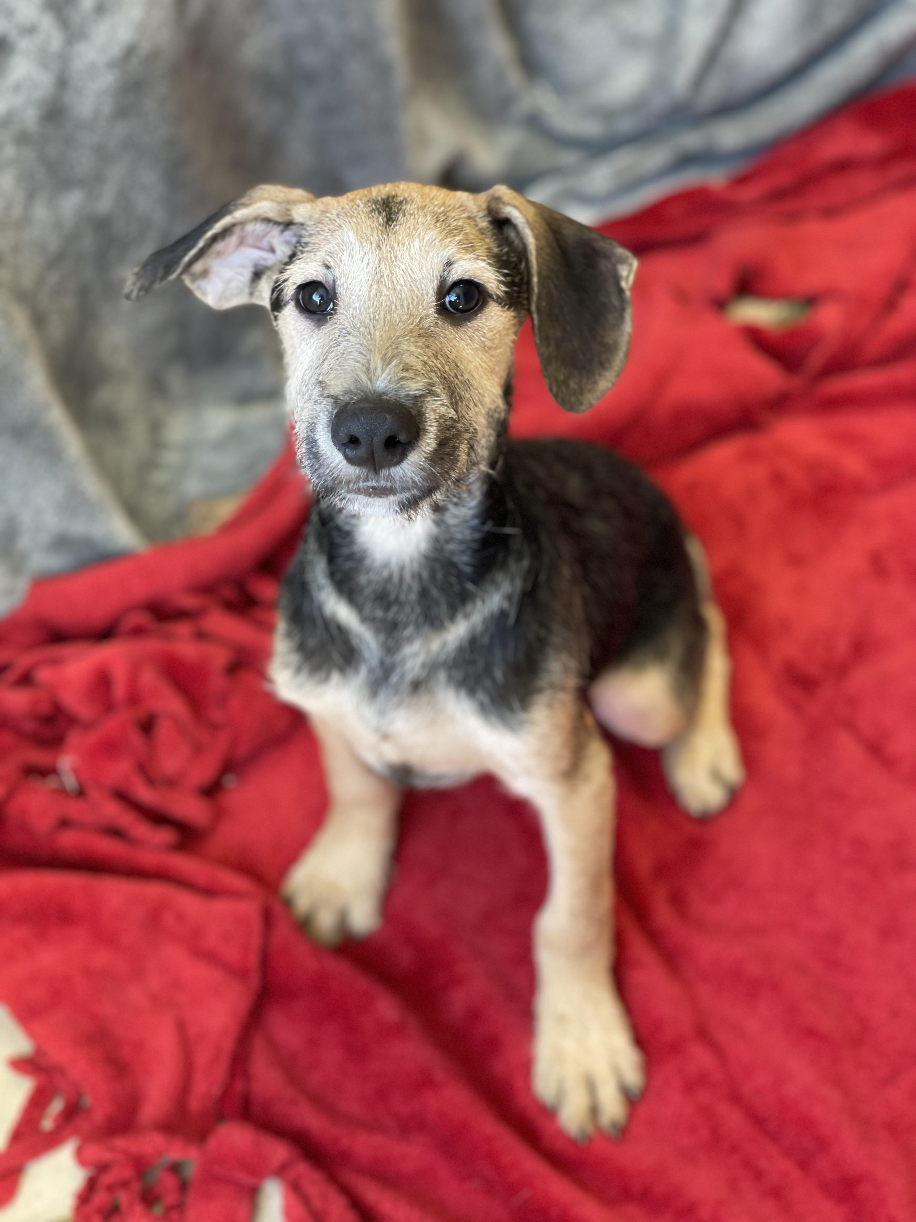 Enlarge Harry, a Adopted Mixed Breed in Lacon, IL image 2/2