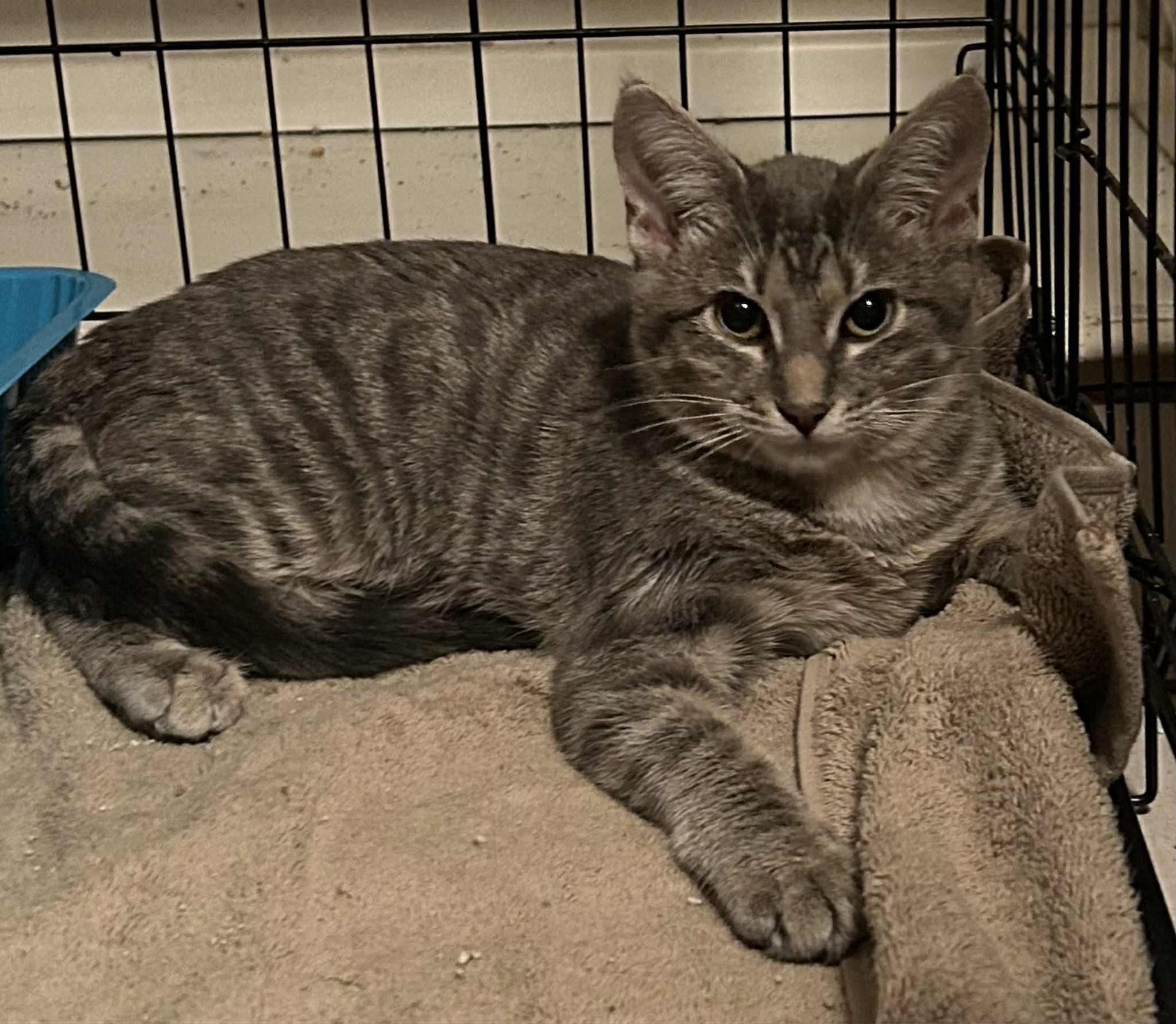 Enlarge Bettie, a ADOPTABLE Domestic Short Hair in Westfield, MA image 1/1