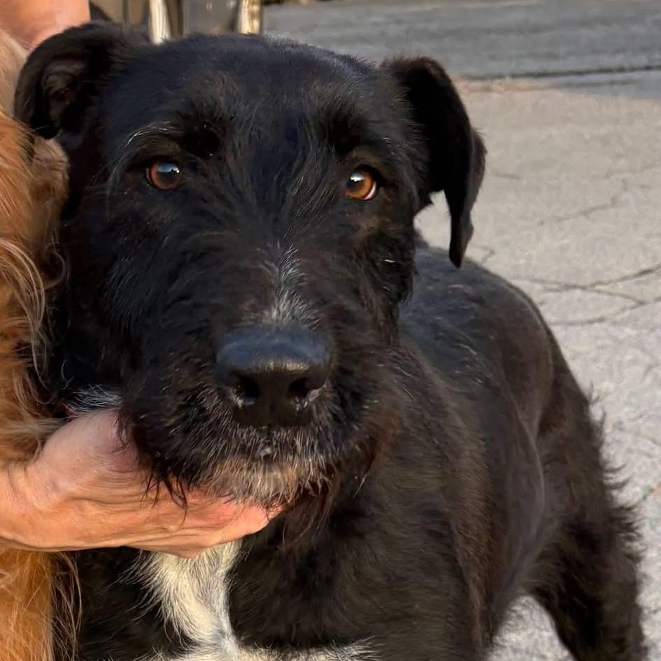Nova , ADOPTABLE, Adult Female Airedale Terrier.