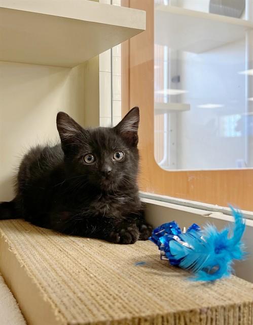Enlarge SCOTTIE, a Adoptable Domestic Medium Hair in Blythe, CA image 1/1