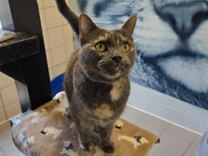 Coco, Adoptable, Adult Female Domestic Short Hair & Domestic Short Hair.
